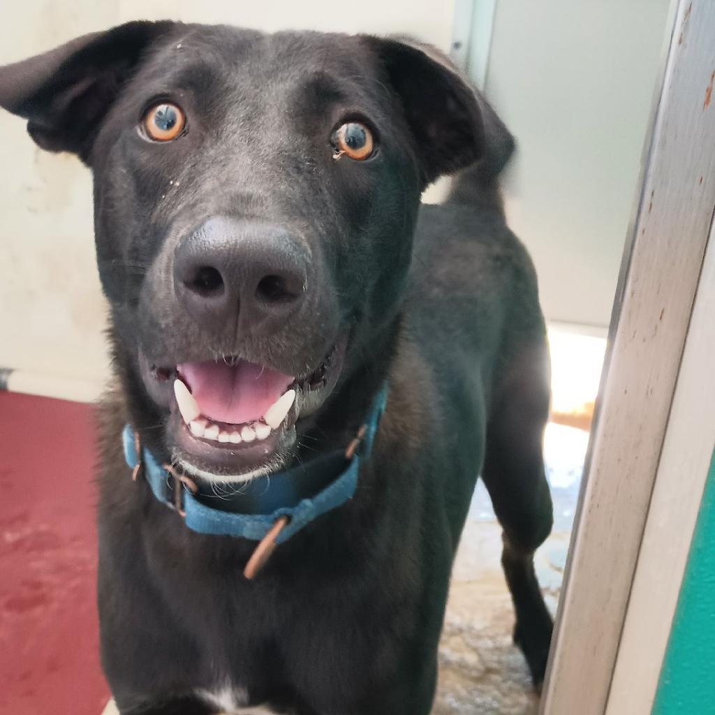 Enlarge Frank, a Adoptable Mixed Breed in Vieques, PR image 5/6