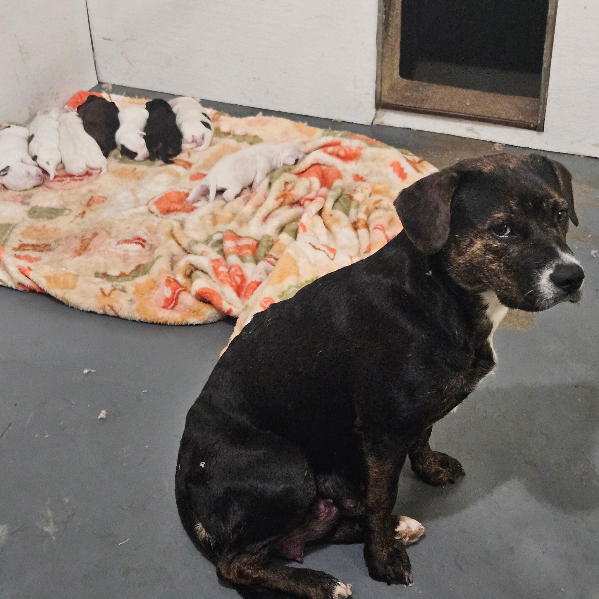 Yuki, Adoptable, Young Female Terrier.
