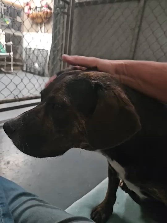 Enlarge Yuki, a Adoptable mixed breed in Inglewood, CA video 4/6