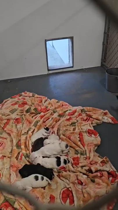 Enlarge Yuki, a Adoptable mixed breed in Inglewood, CA video 3/6