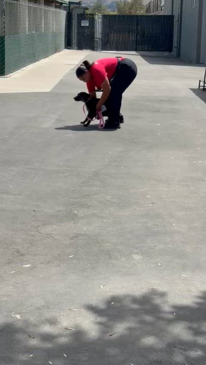 Enlarge Yuki, a Adoptable mixed breed in Inglewood, CA video 2/6