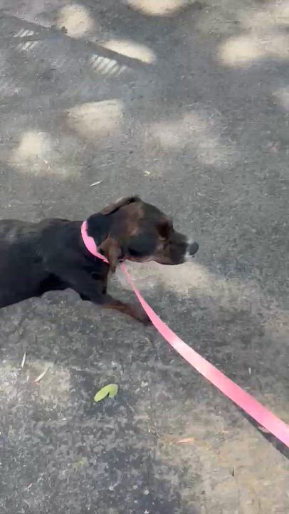 Enlarge Yuki, a Adoptable mixed breed in Inglewood, CA video 5/6