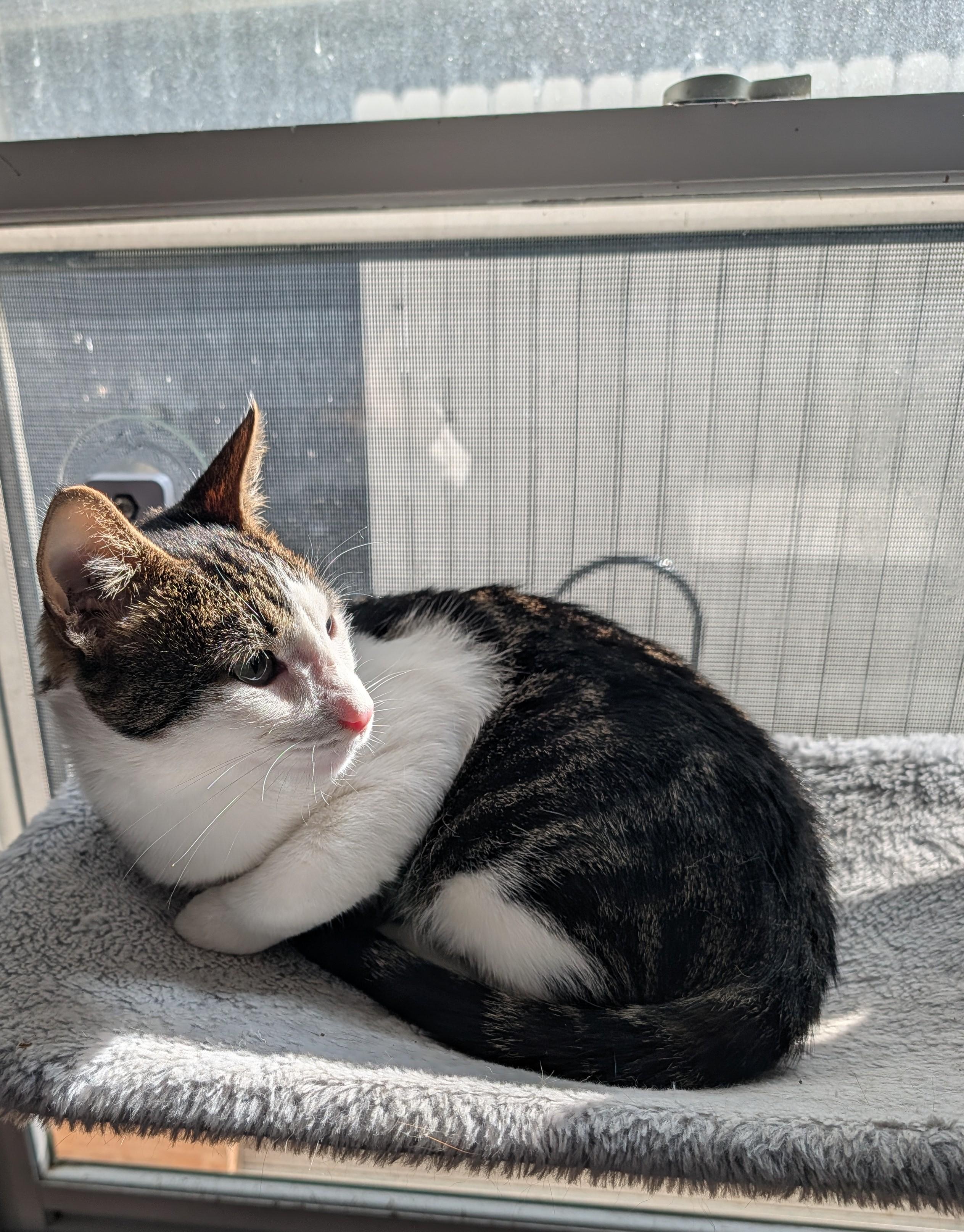 Enlarge Stalker, a Adoptable Domestic Short Hair in Brockport, NY image 2/5