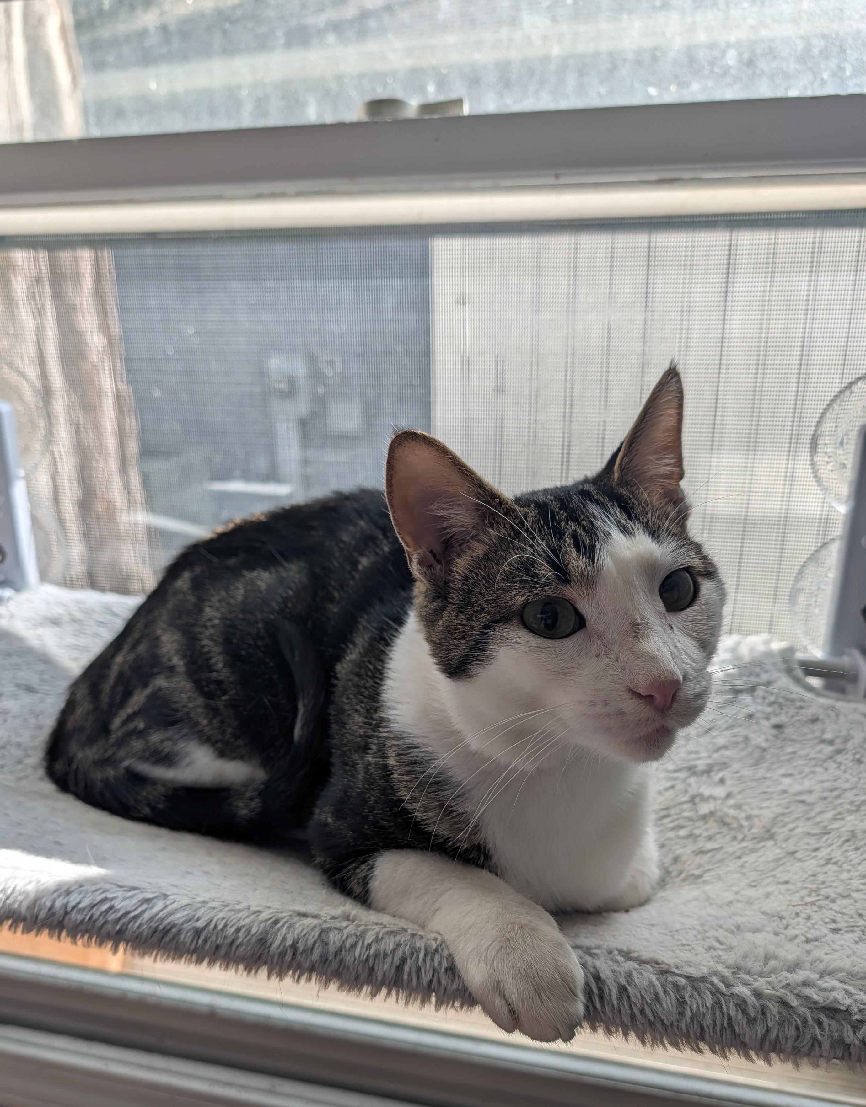 Stalker, Adoptable, Young Male Domestic Short Hair.