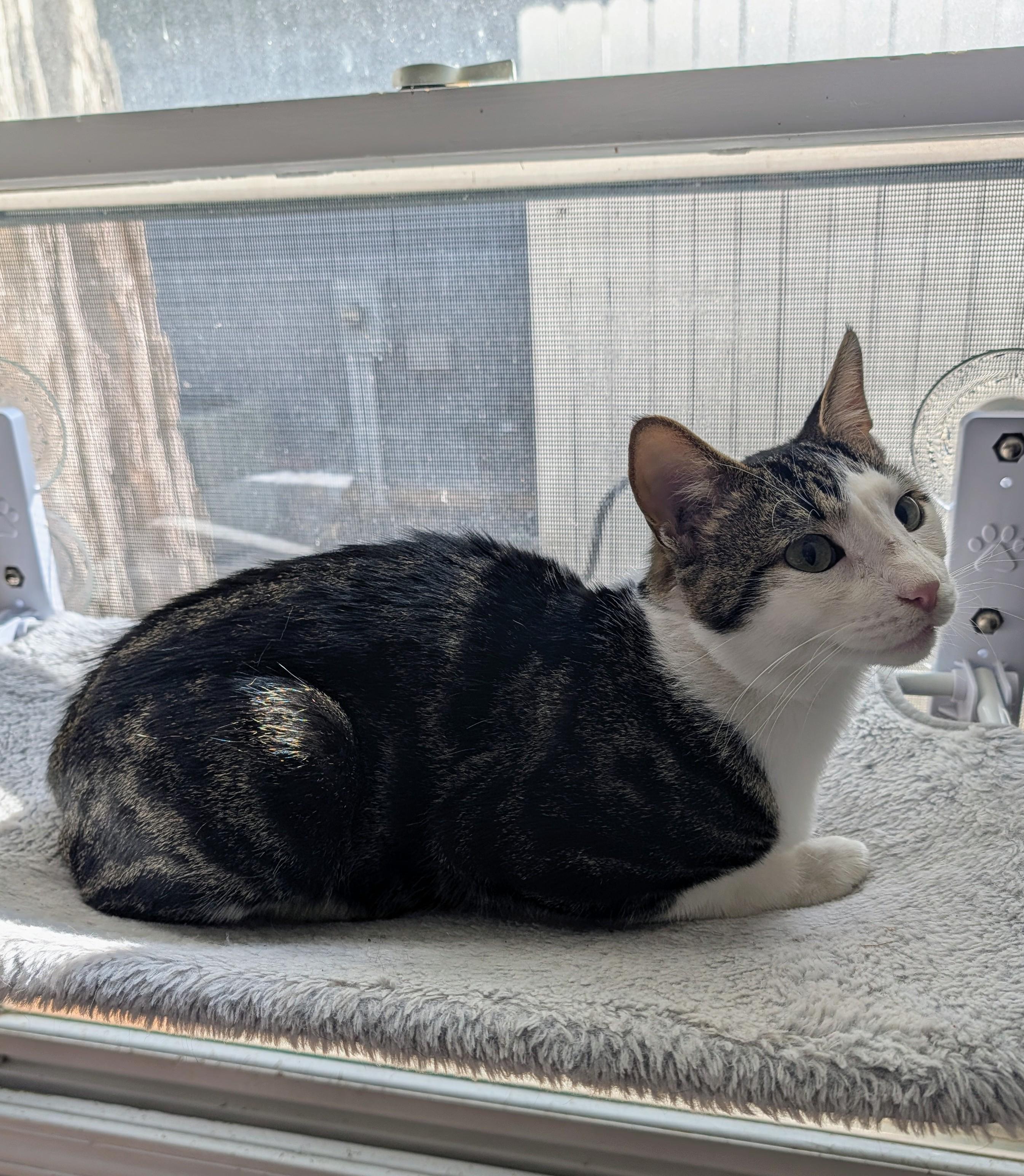 Enlarge Stalker, a Adoptable Domestic Short Hair in Brockport, NY image 4/5