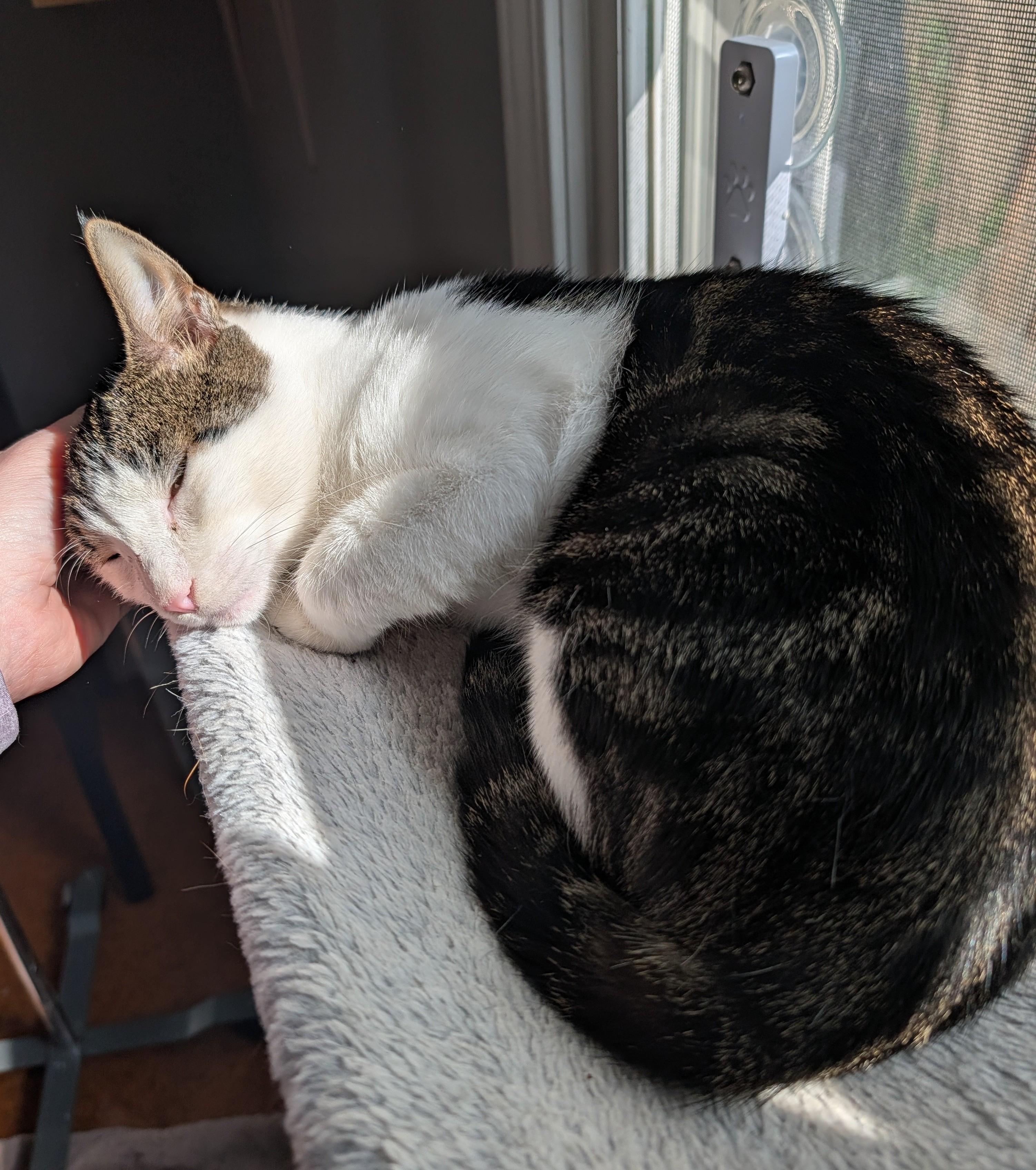 Enlarge Stalker, a Adoptable Domestic Short Hair in Brockport, NY image 3/5
