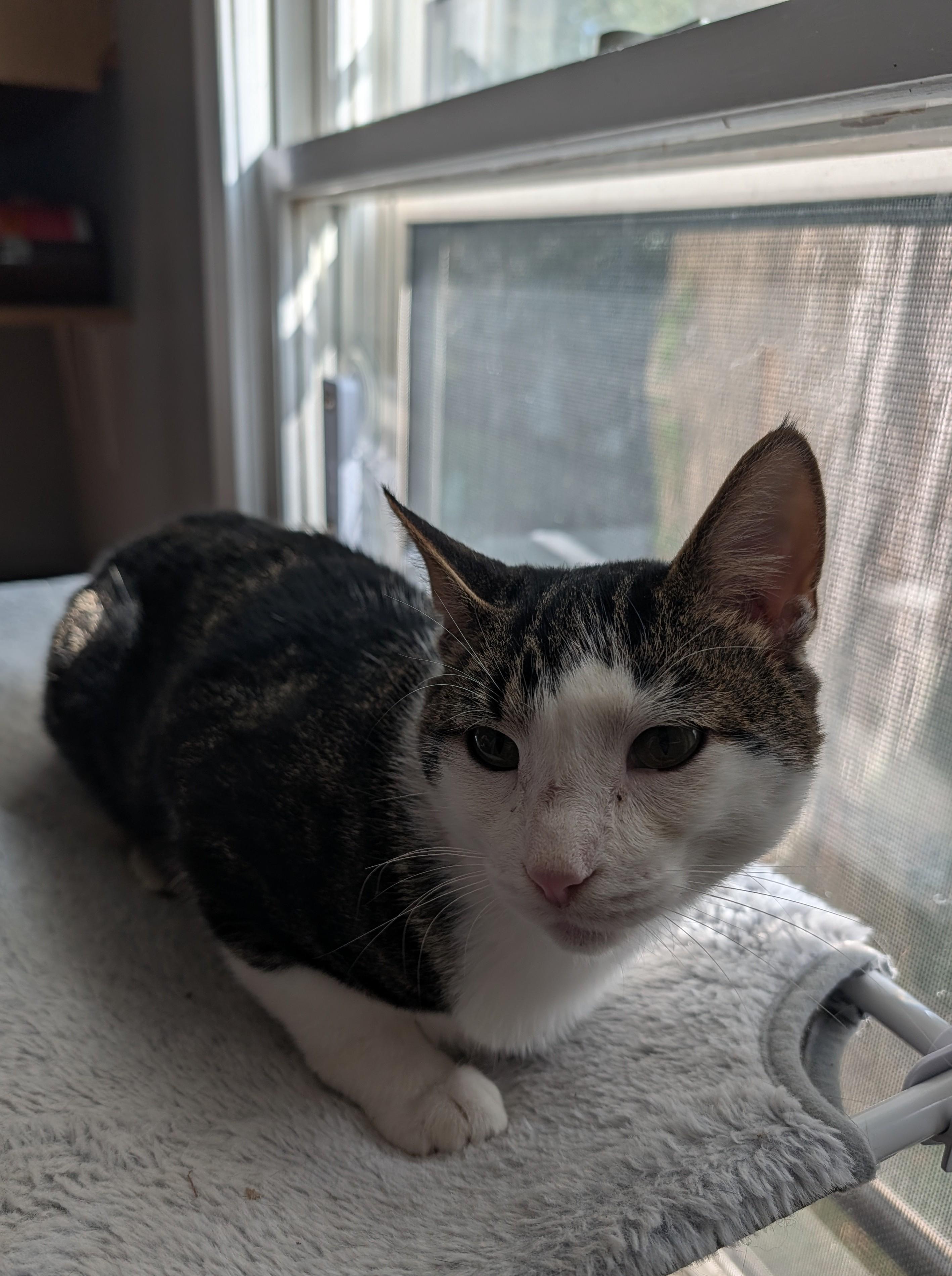 Enlarge Stalker, a Adoptable Domestic Short Hair in Brockport, NY image 5/5