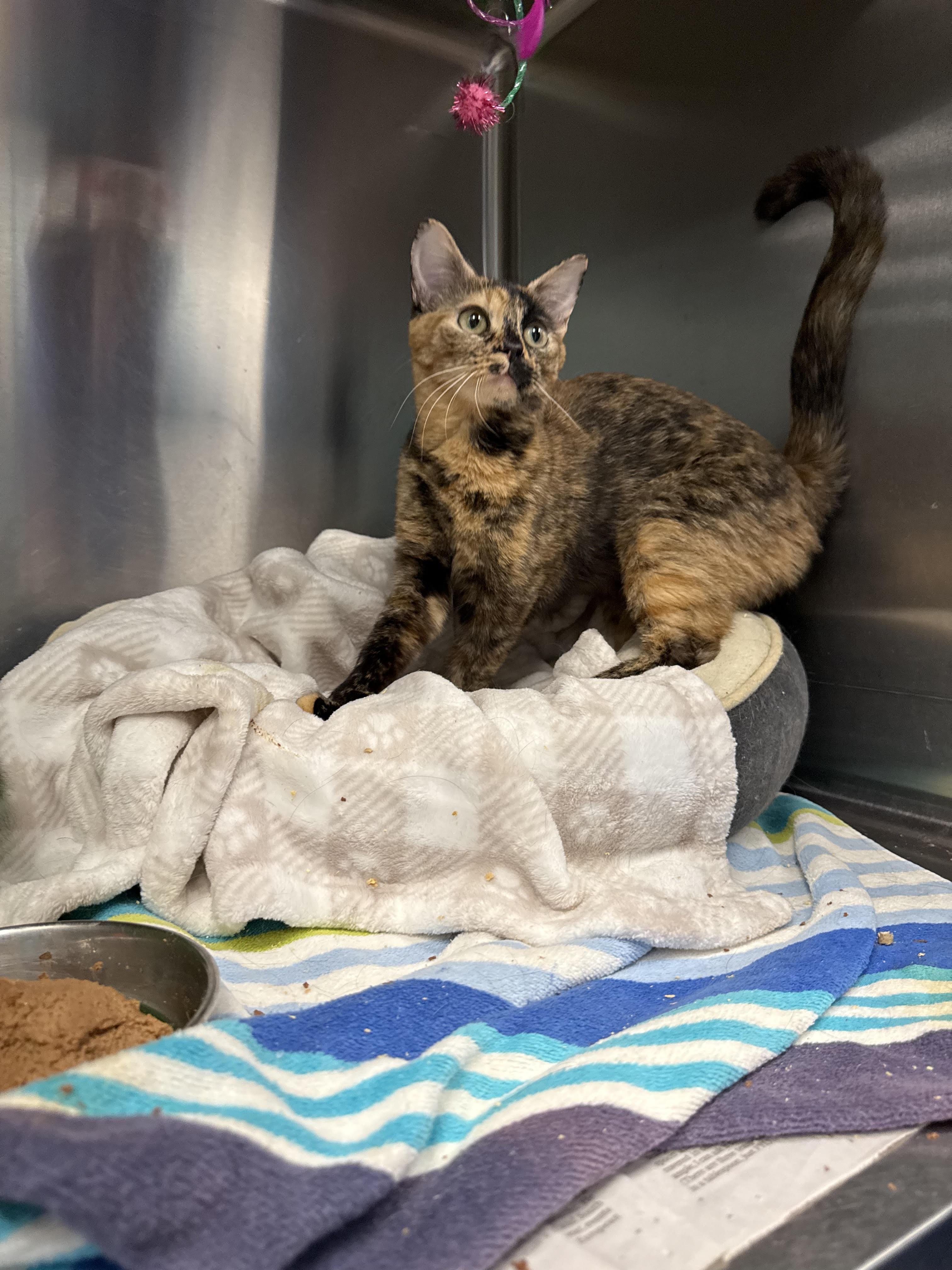 Enlarge Macha, a Adoptable Domestic Short Hair in Wheat Ridge, CO image 1/2