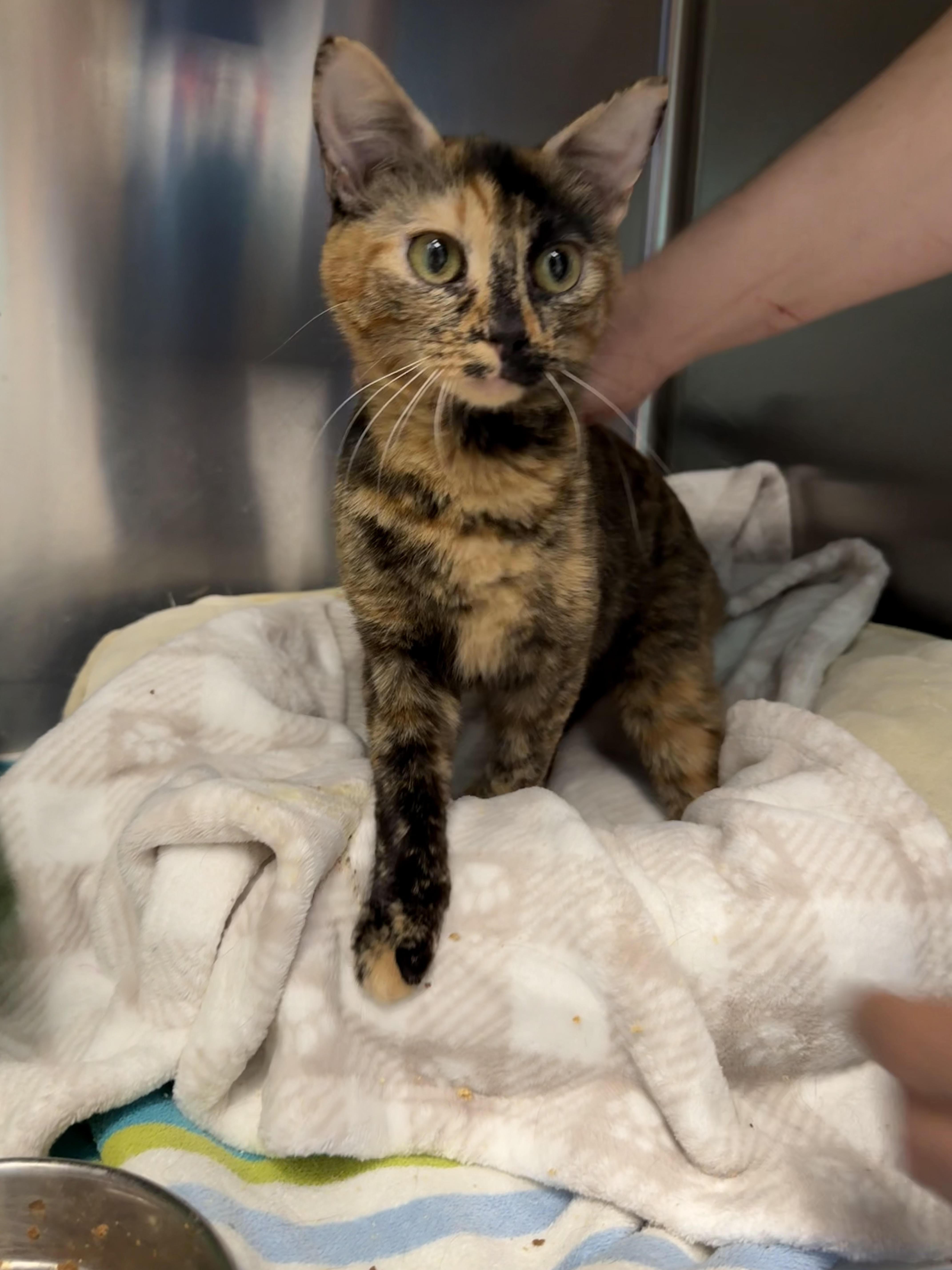 Macha, an adoptable Domestic Short Hair in Conifer, CO, 80433 | Photo Image 2