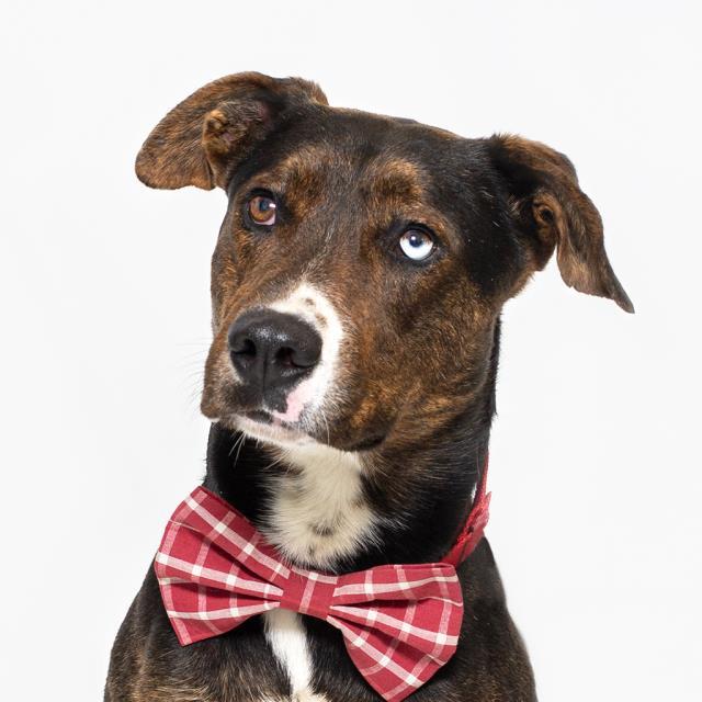 PIRATE, Adoptable, Adult Male Siberian Husky & Pit Bull Terrier.