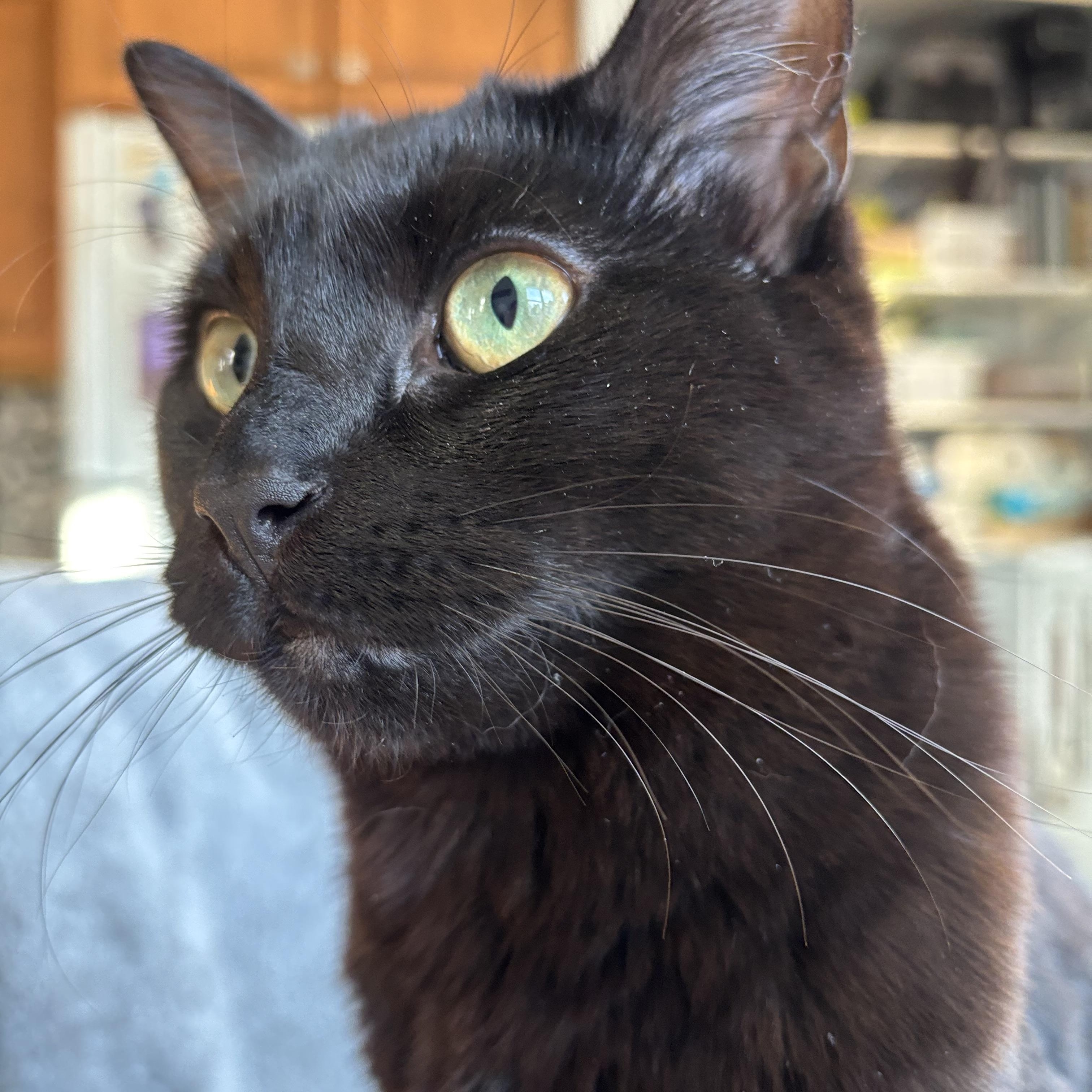 Twig, adoptable, Young Female Domestic Short Hair.
