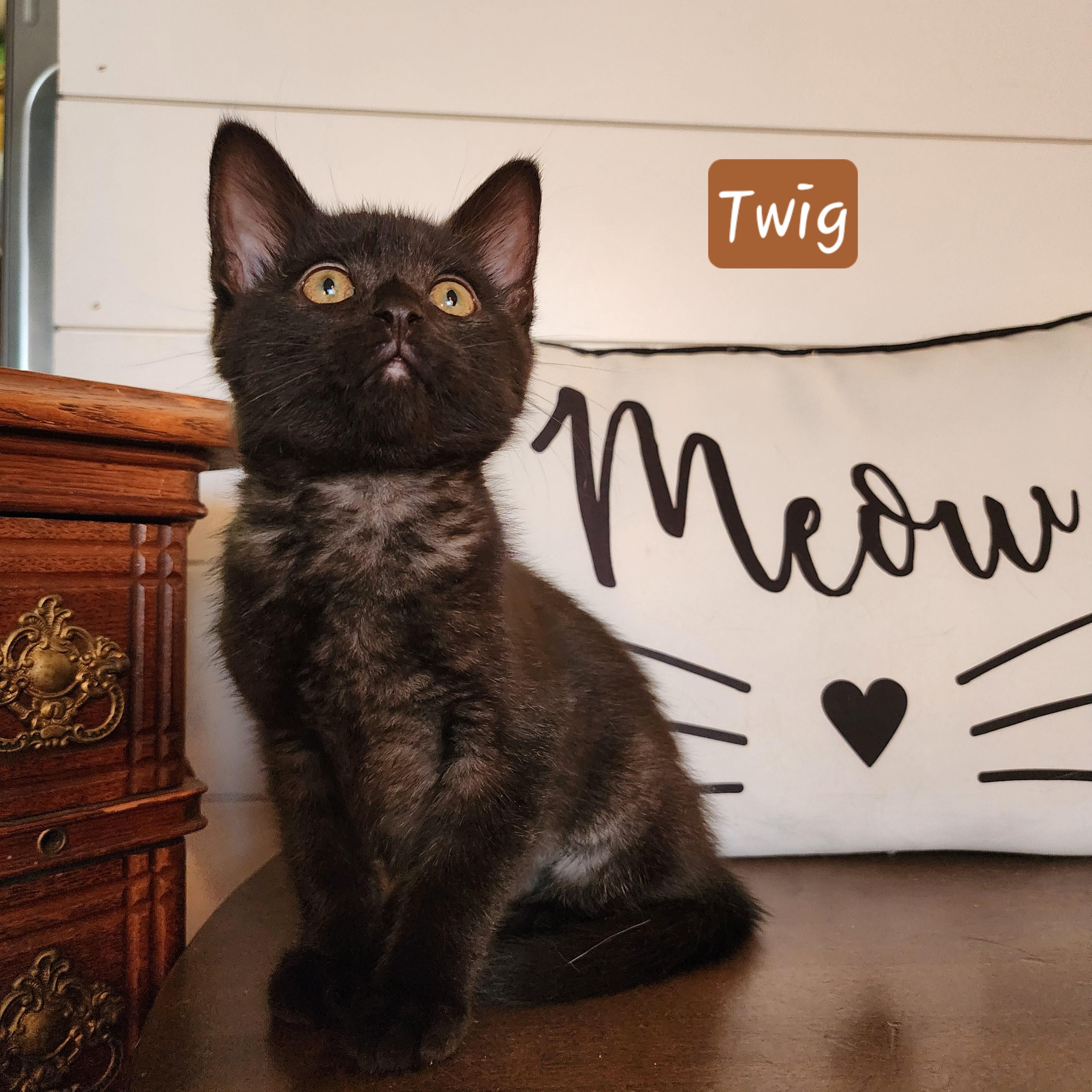 Enlarge Twig, an adoptable Domestic Short Hair in Lacona, NY image 5/5
