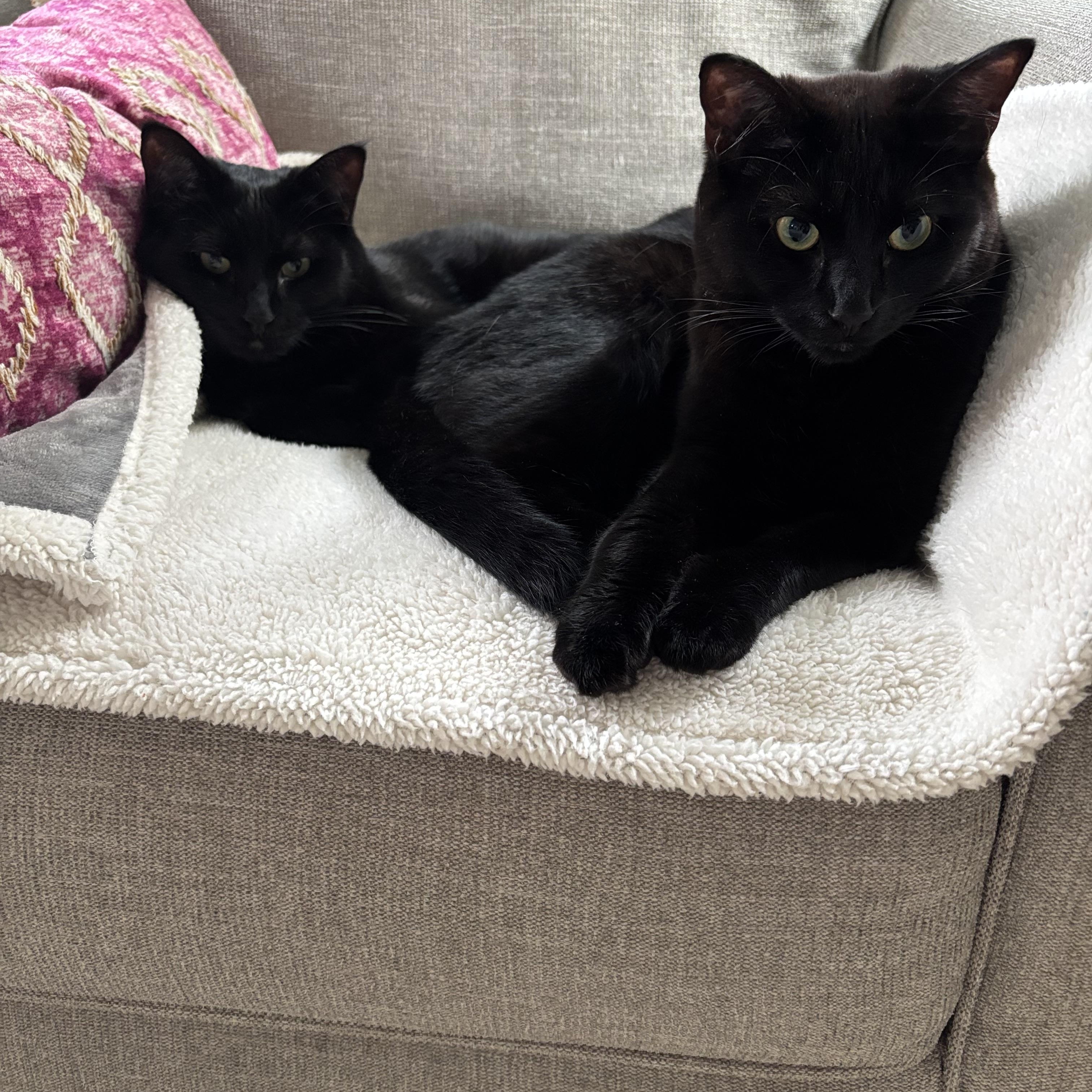 Enlarge Twig, an adoptable Domestic Short Hair in Lacona, NY image 3/5