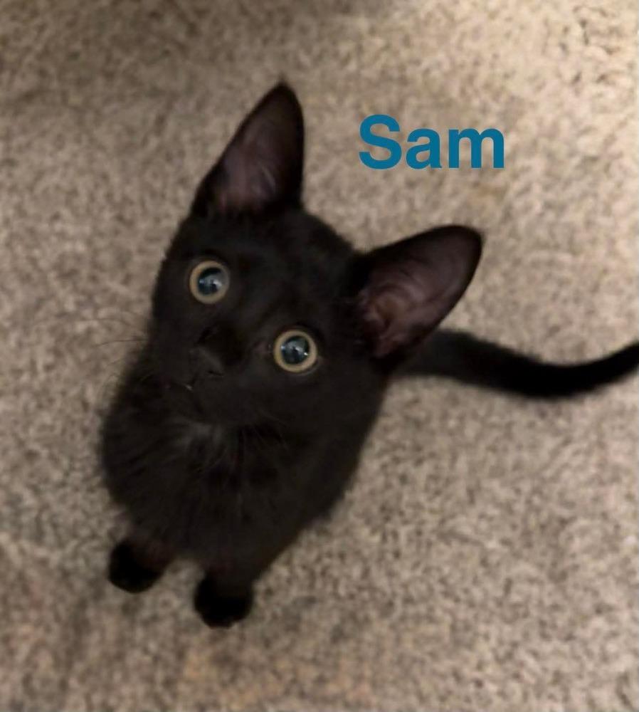 Sam B. (blue herringbone colalr), Adoptable, Kitten Male Domestic Short Hair.