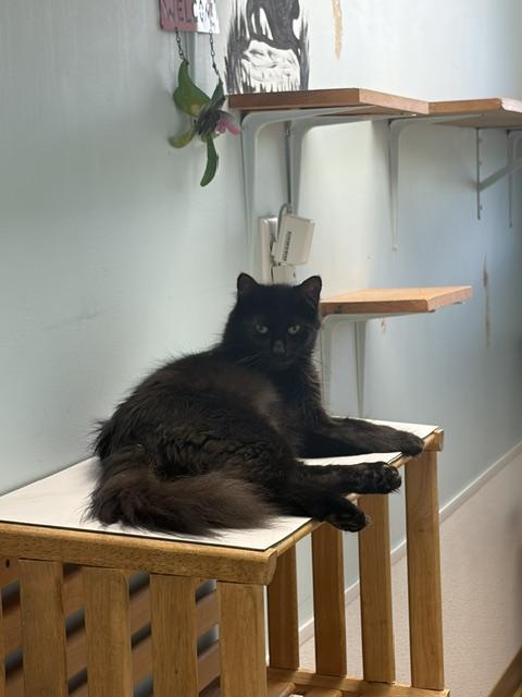 Sam, adopted, Adult Female Domestic Long Hair.