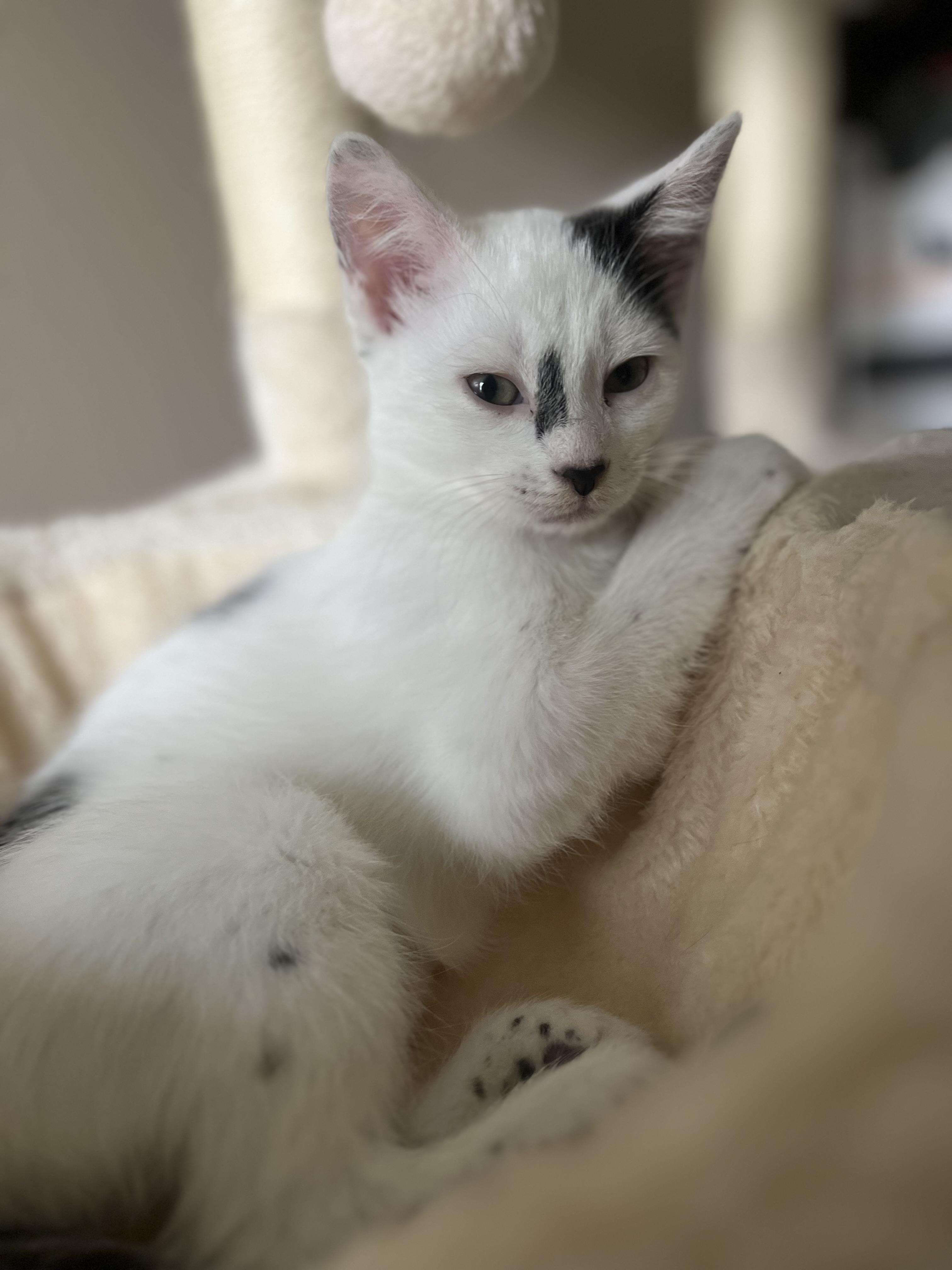 Penny, Young Female Domestic Short Hair