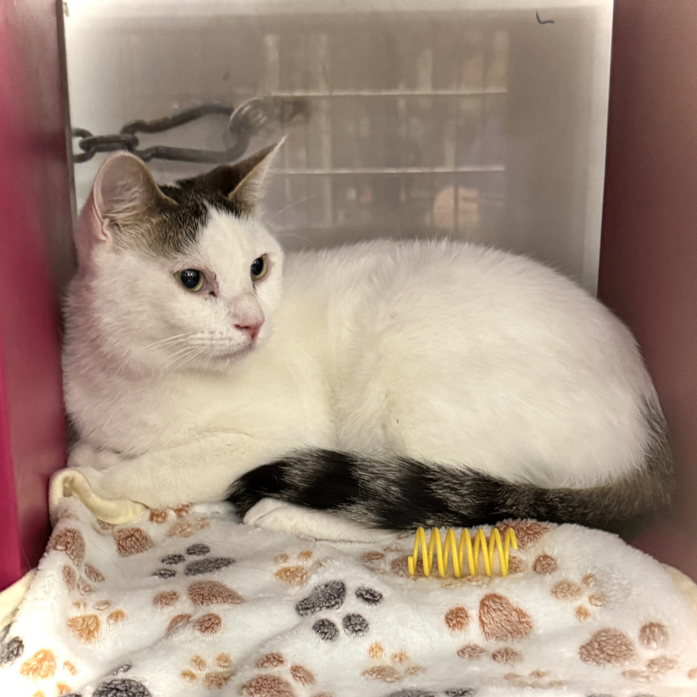 Cat for adoption Nico Livonia PetSmart, a Domestic Short Hair in Livonia, MI Petfinder