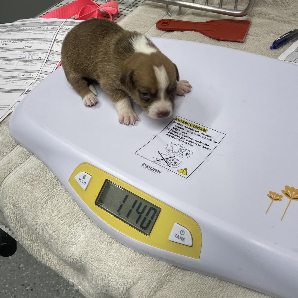 Enlarge Penny Pup 2, a Adoptable mixed breed in Galax, VA image 1/1