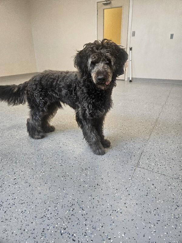 Ozzy, Adoptable, Adult Male Poodle & Shepherd.