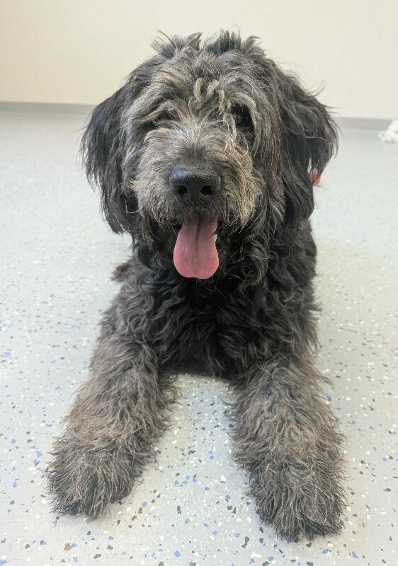 Enlarge Ozzy, a Adoptable mixed breed in Yankton, SD image 2/6