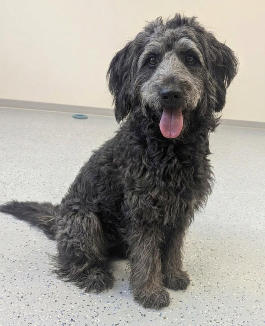 Enlarge Ozzy, a Adoptable mixed breed in Yankton, SD image 3/6