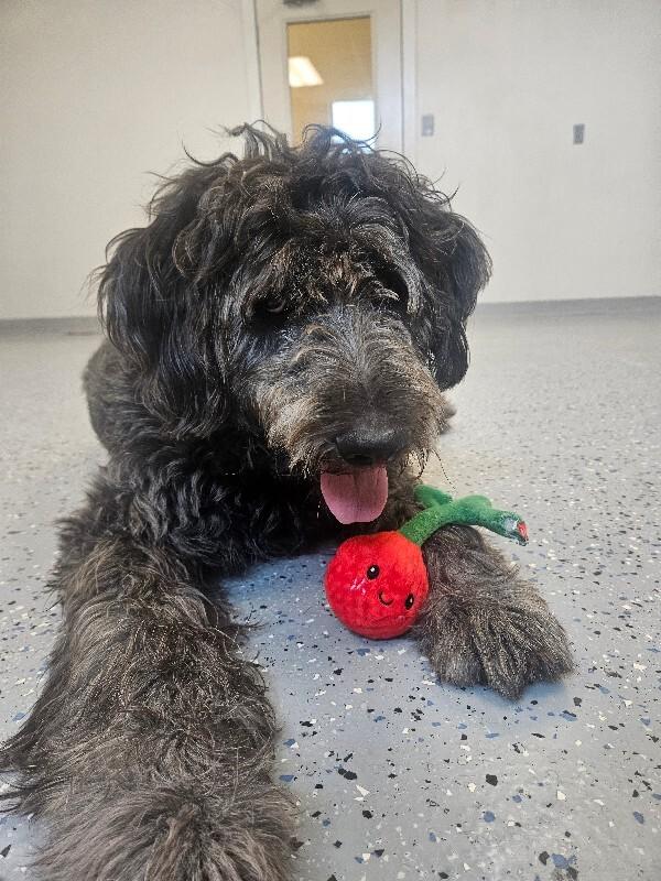 Enlarge Ozzy, a Adoptable mixed breed in Yankton, SD image 4/6