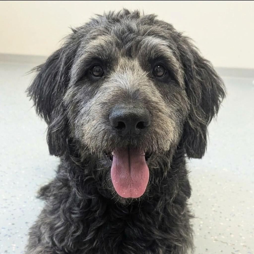 Enlarge Ozzy, a Adoptable mixed breed in Yankton, SD image 5/6