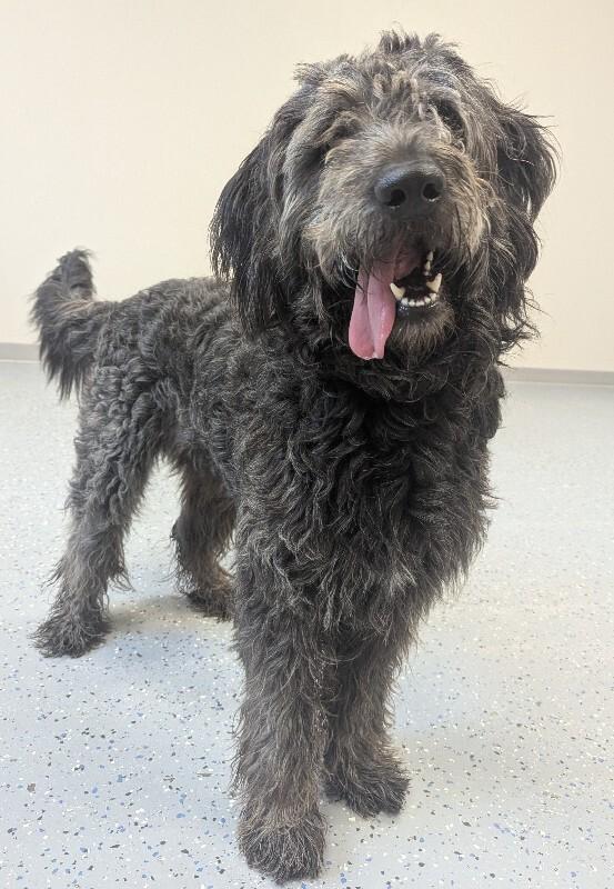 Enlarge Ozzy, a Adoptable mixed breed in Yankton, SD image 6/6