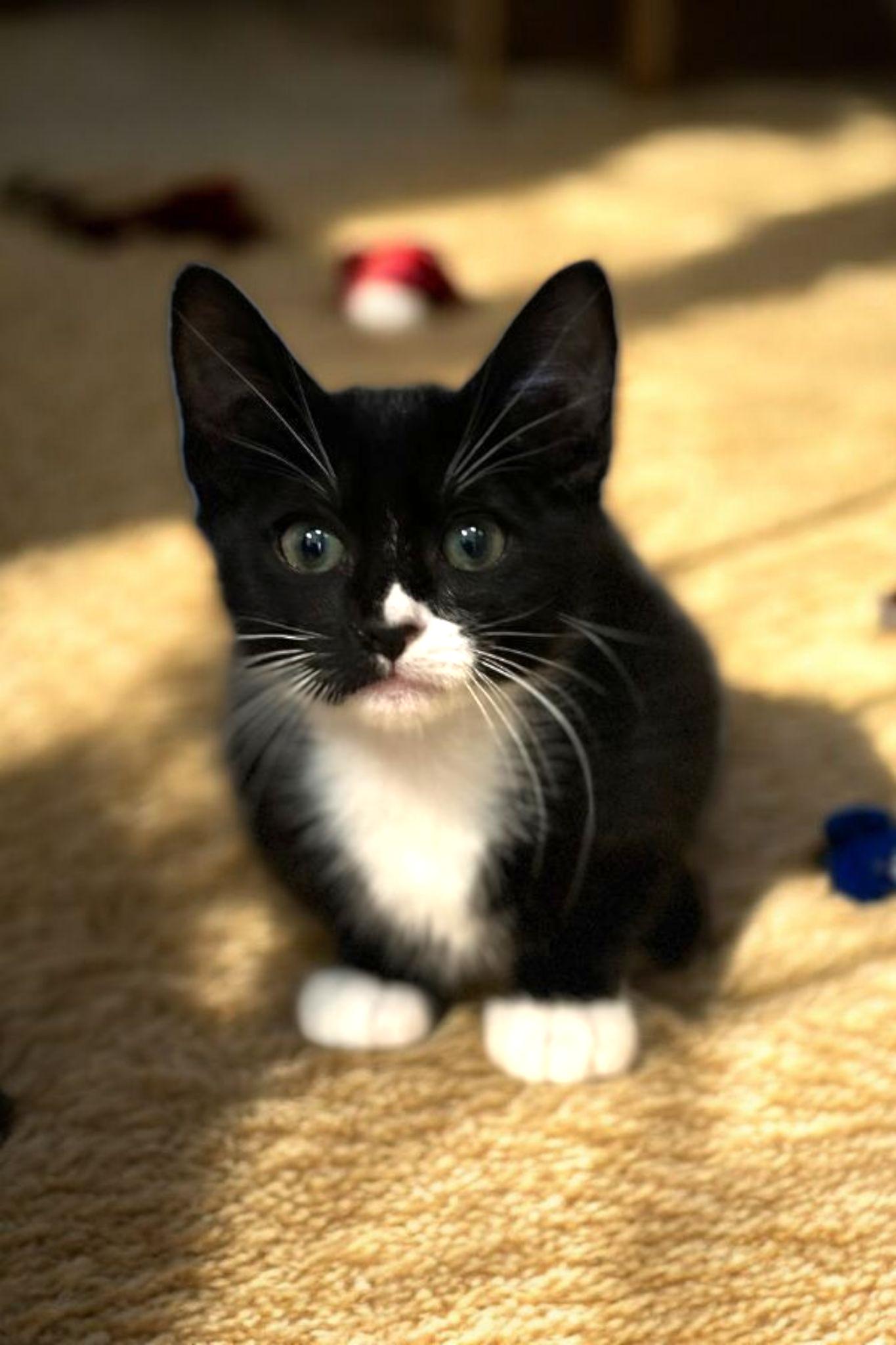 Lake, a Adoptable mixed breed image 1/3