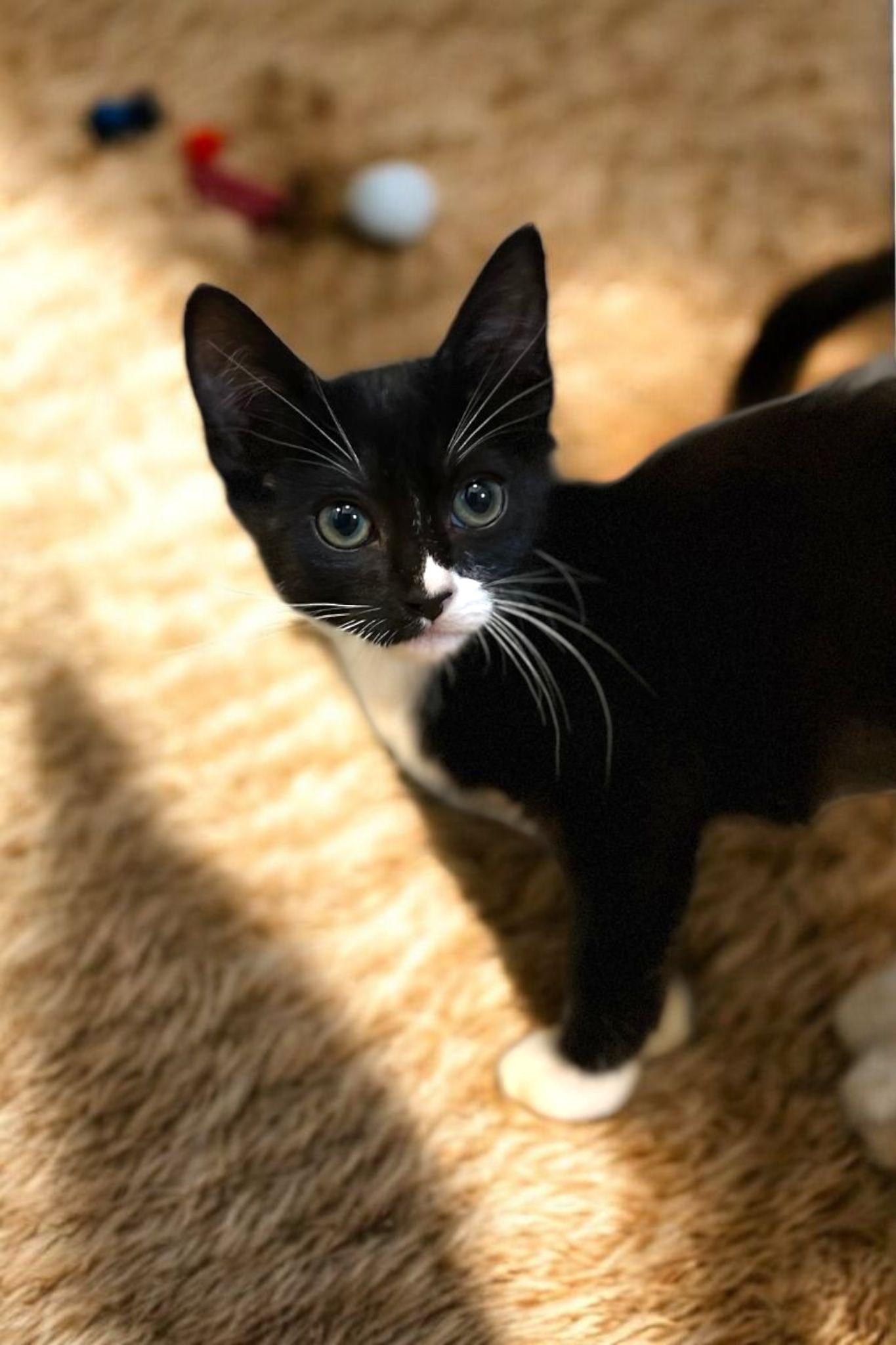 Lake, Baby Female Tuxedo