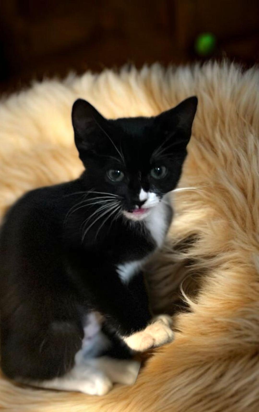 Lake, a Adoptable mixed breed image 3/3