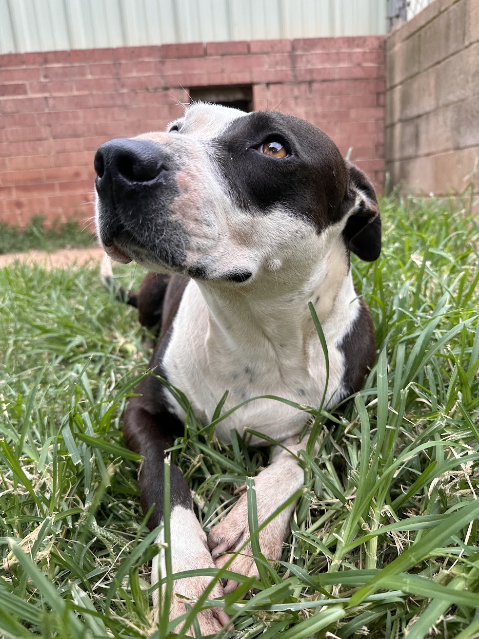 Deana Carter, a Adoptable Pit Bull Terrier in Guthrie, OK image 1/4