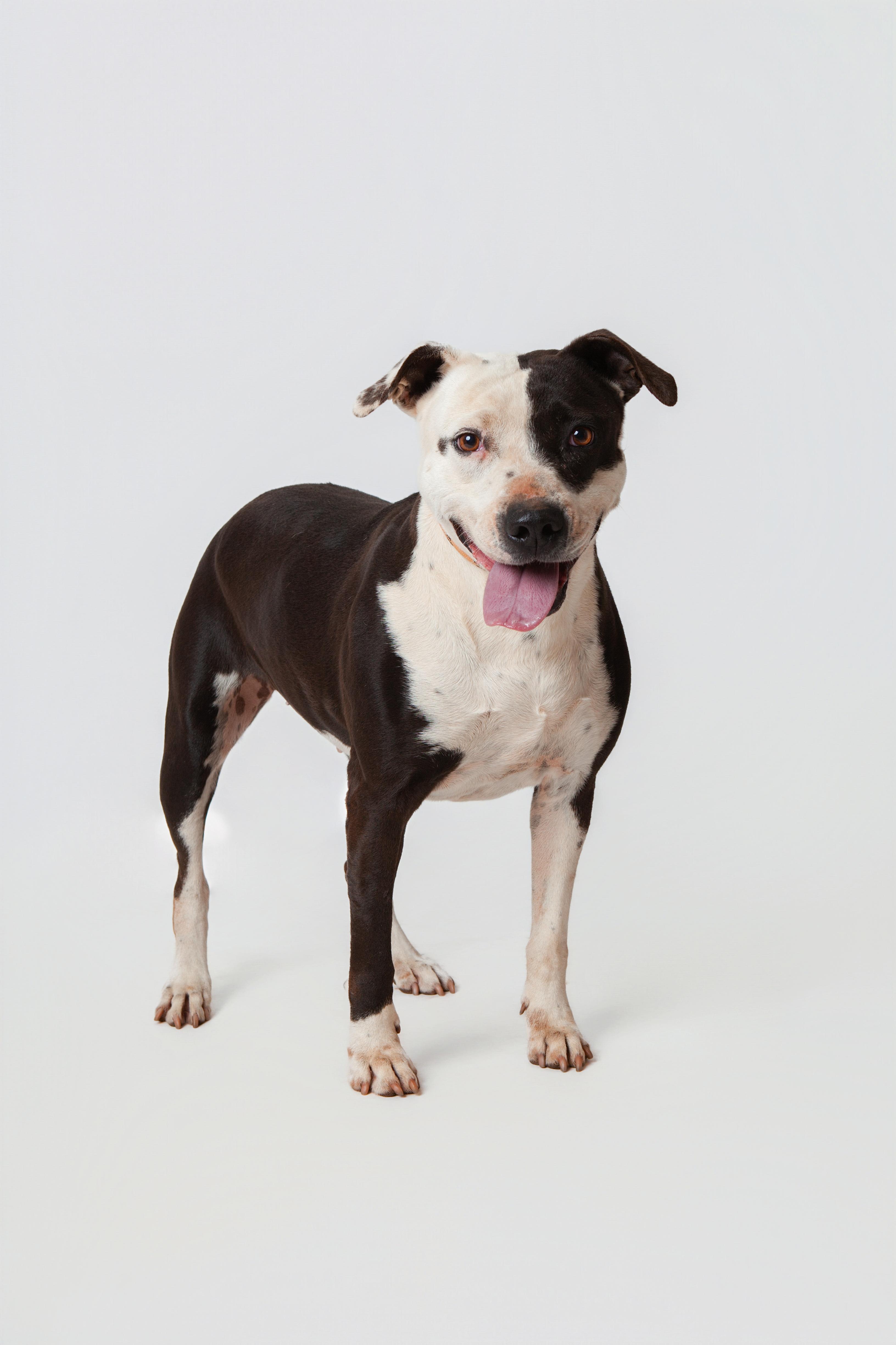 Enlarge Deana Carter, a Adoptable Pit Bull Terrier in Guthrie, OK image 1/6