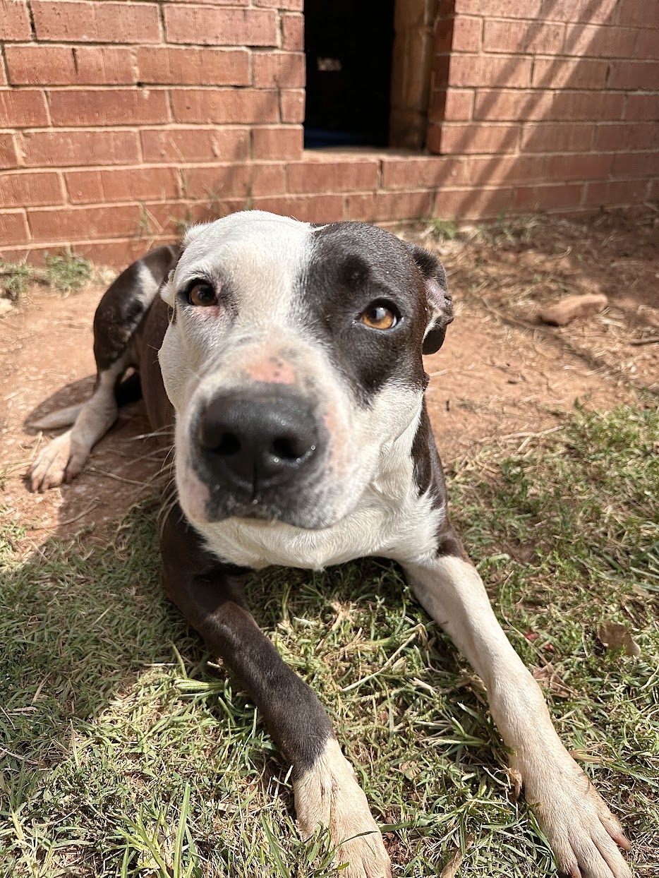Deana Carter, a Adoptable Pit Bull Terrier in Guthrie, OK image 2/4