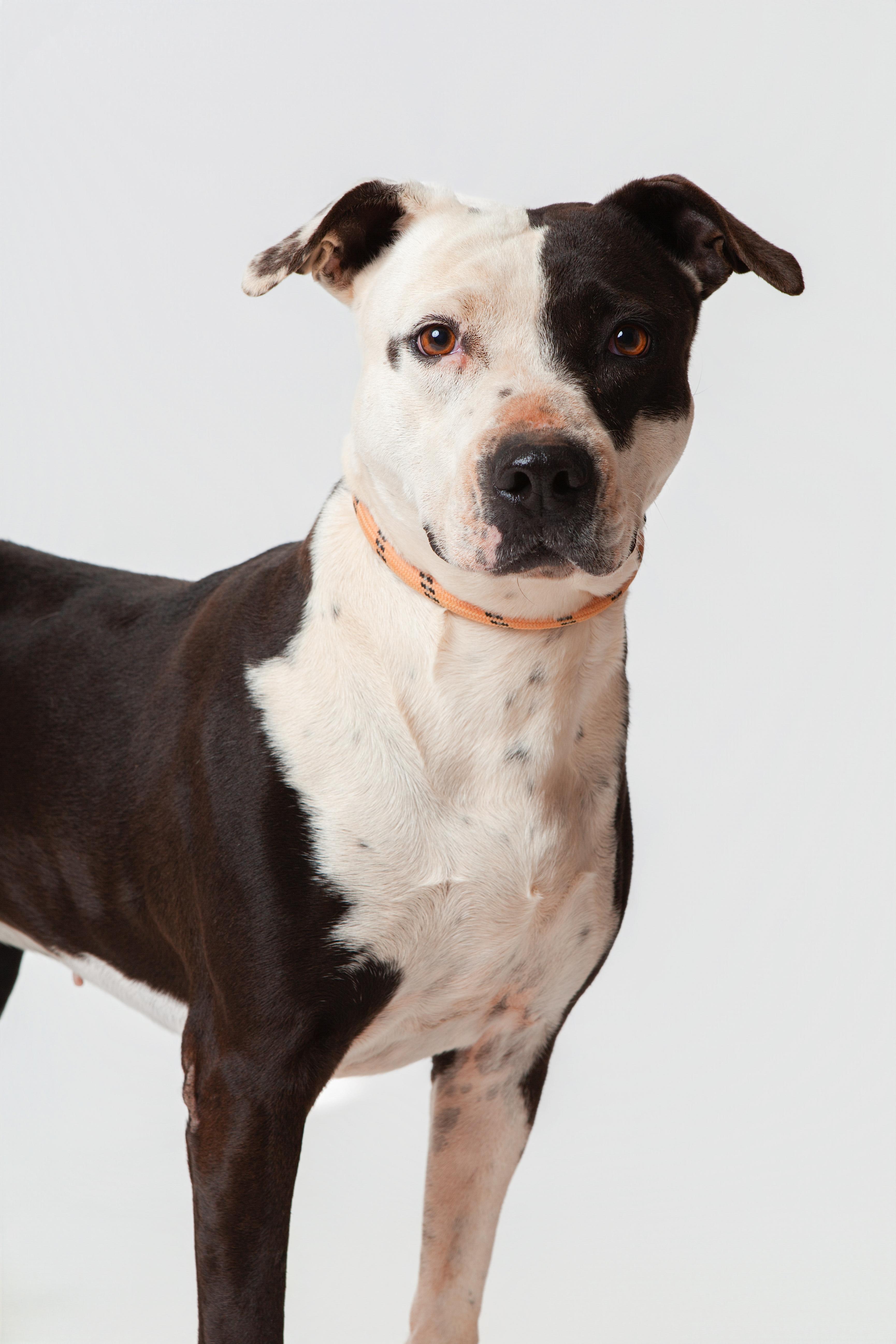 Enlarge Deana Carter, a Adoptable Pit Bull Terrier in Guthrie, OK image 6/6