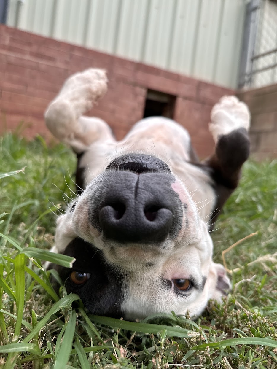 Deana Carter, a Adoptable Pit Bull Terrier in Guthrie, OK image 3/4