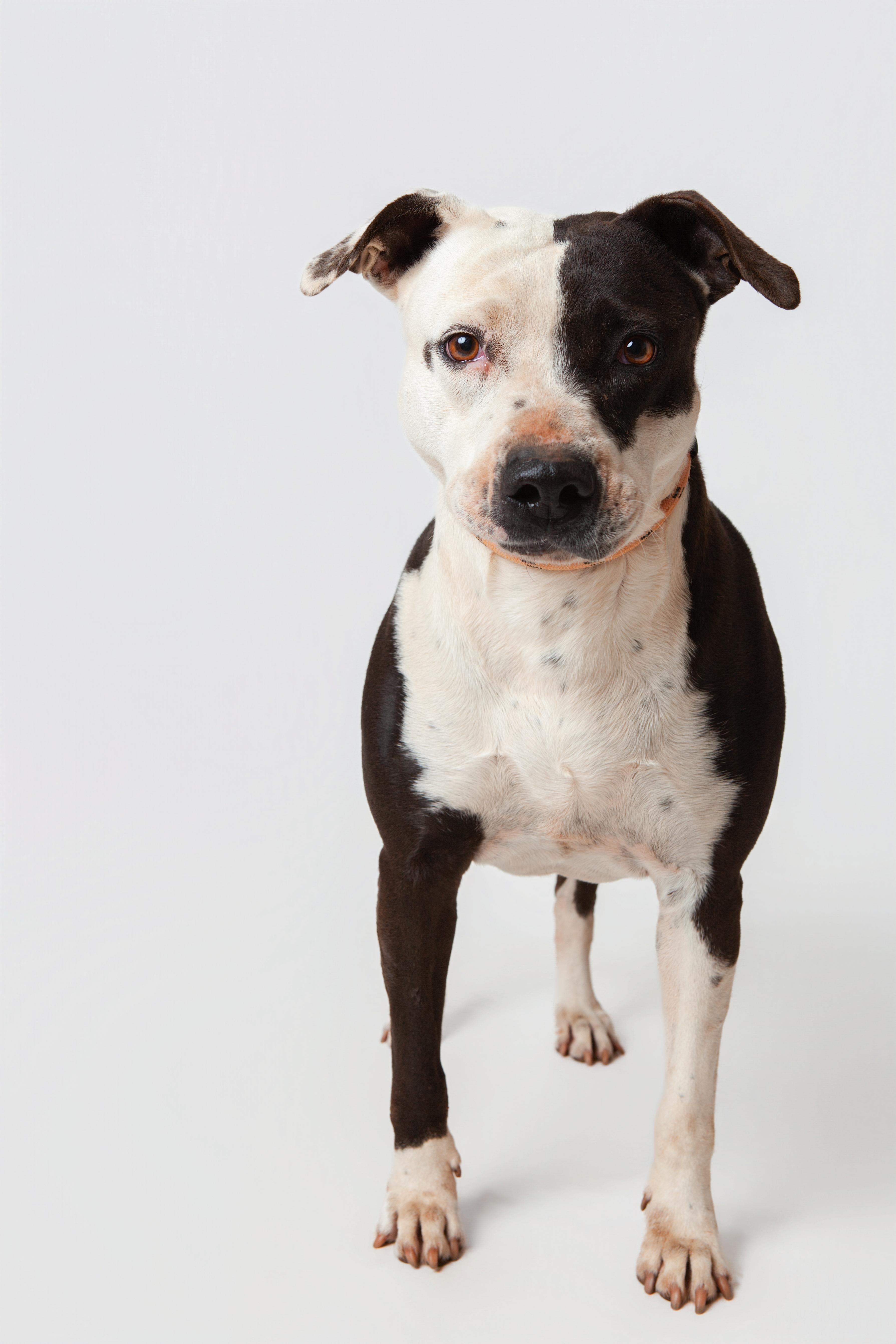 Enlarge Deana Carter, a Adoptable Pit Bull Terrier in Guthrie, OK image 5/6