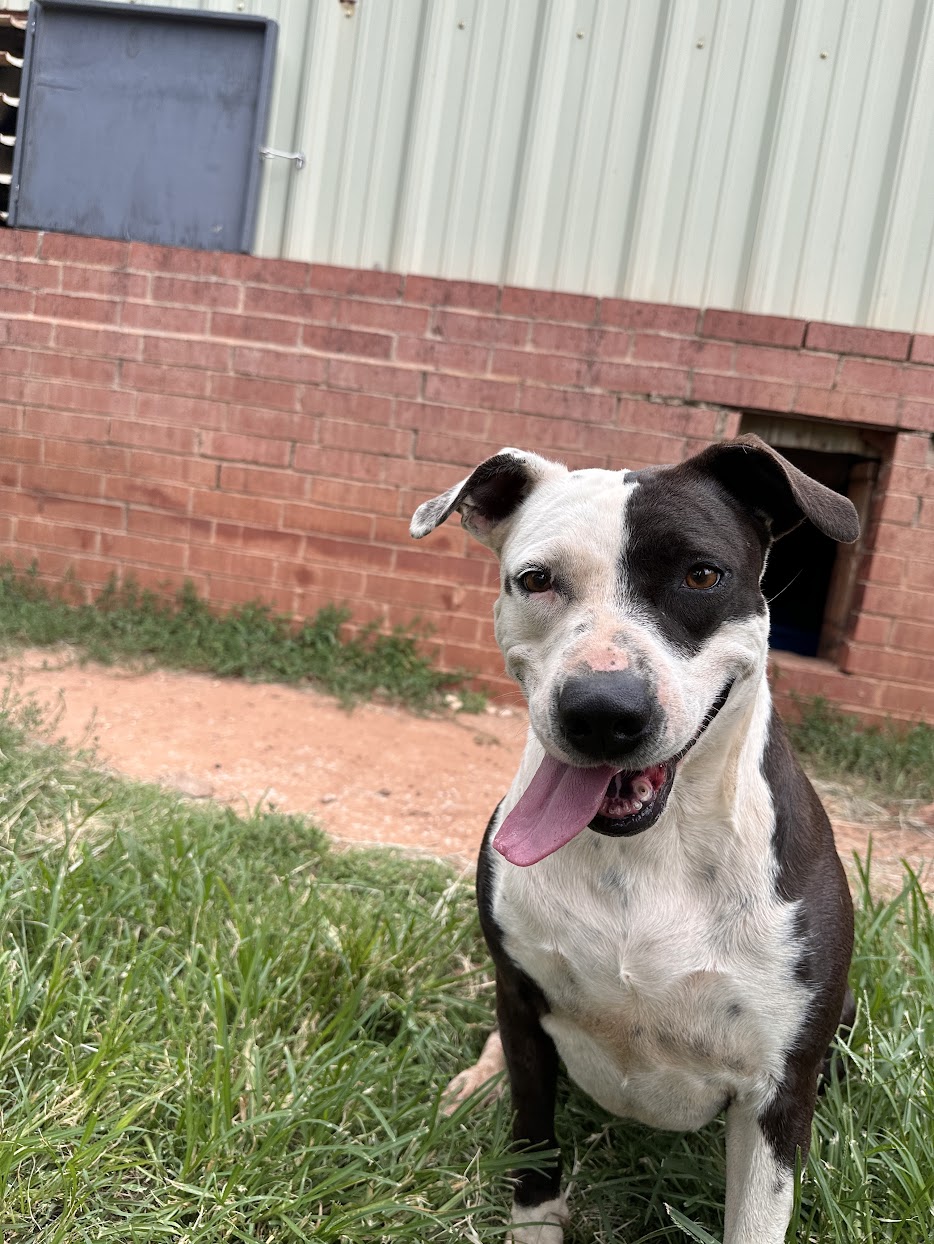 Deana Carter, a Adoptable Pit Bull Terrier in Guthrie, OK image 4/4