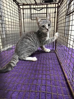 Oregano, a Adoptable Domestic Short Hair in Chesapeake, VA image 1/3