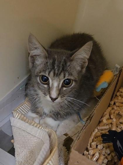 Oregano, a Adoptable Domestic Short Hair in Chesapeake, VA image 2/3