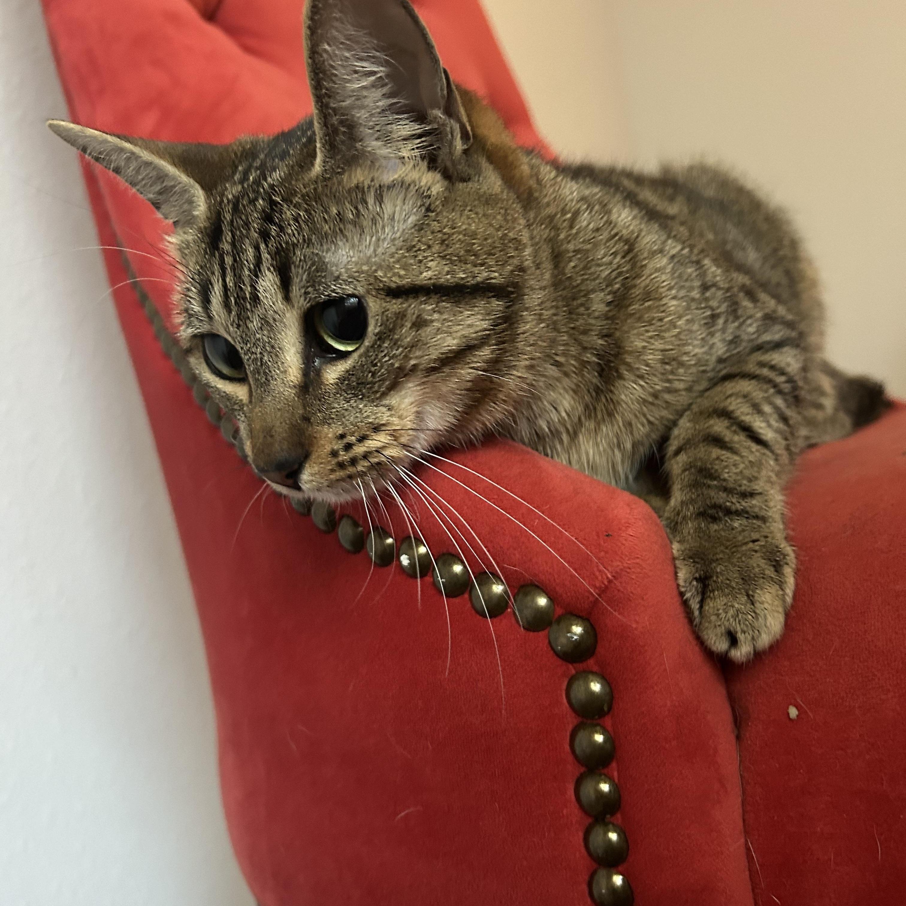 Enlarge Maira, a Adoptable mixed breed in Coeur d’Alene, ID image 6/6