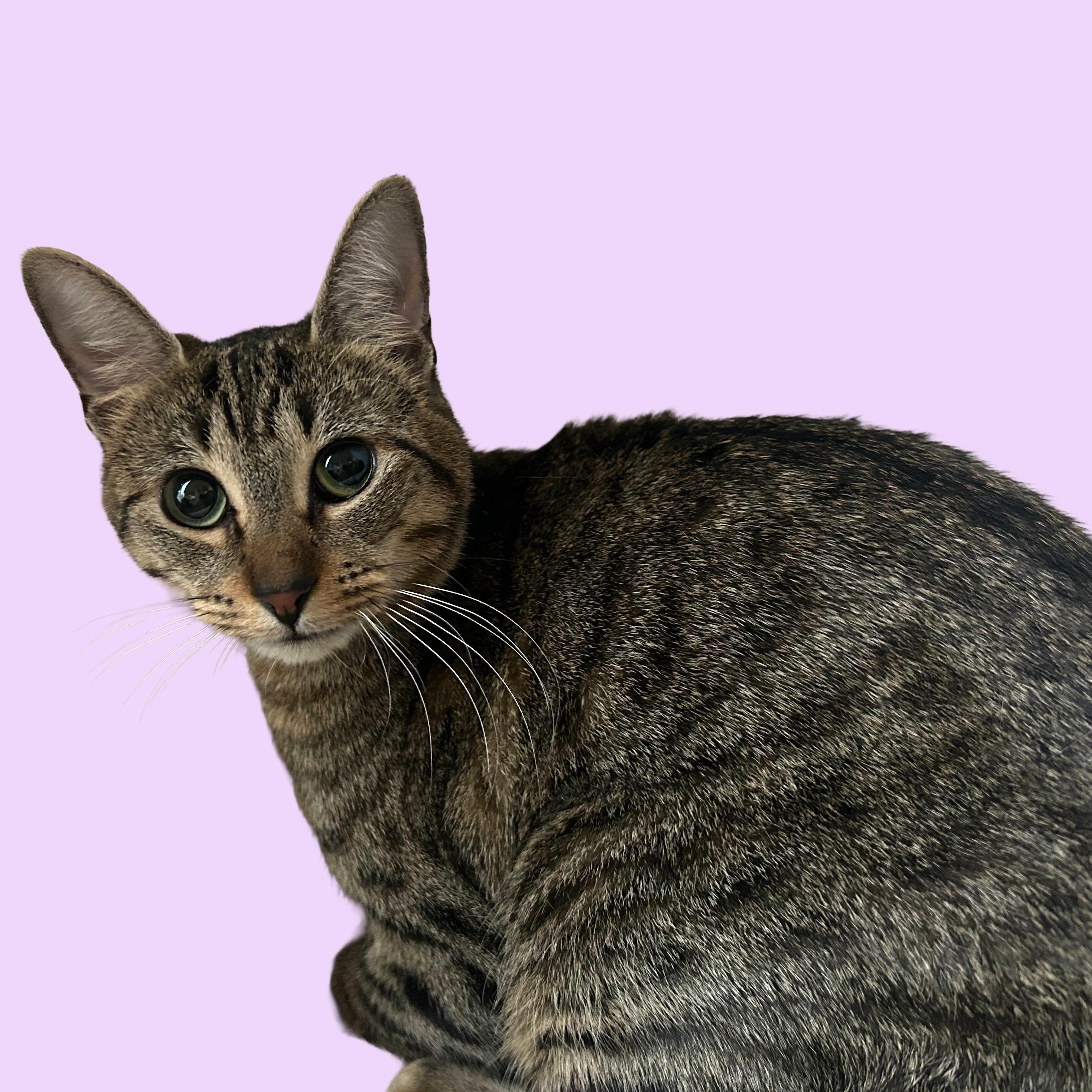 Enlarge Maira, a Adoptable mixed breed in Coeur d’Alene, ID image 4/6