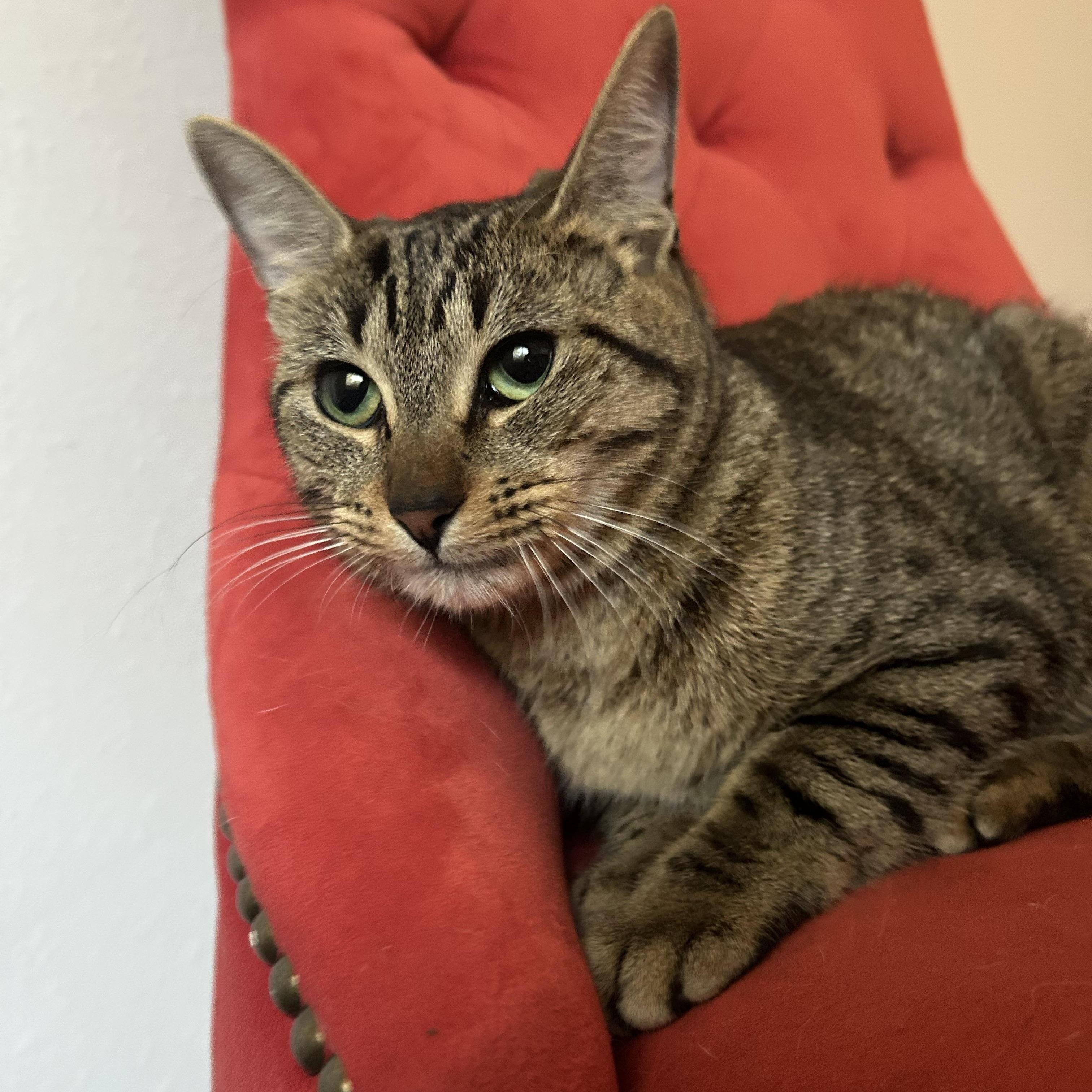 Enlarge Maira, a Adoptable mixed breed in Coeur d’Alene, ID image 5/6