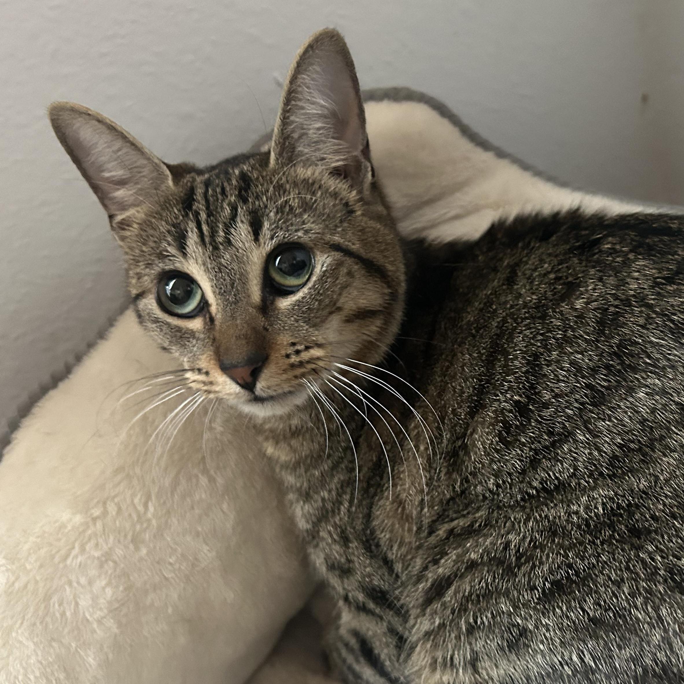 Enlarge Maira, a Adoptable mixed breed in Coeur d’Alene, ID image 2/6