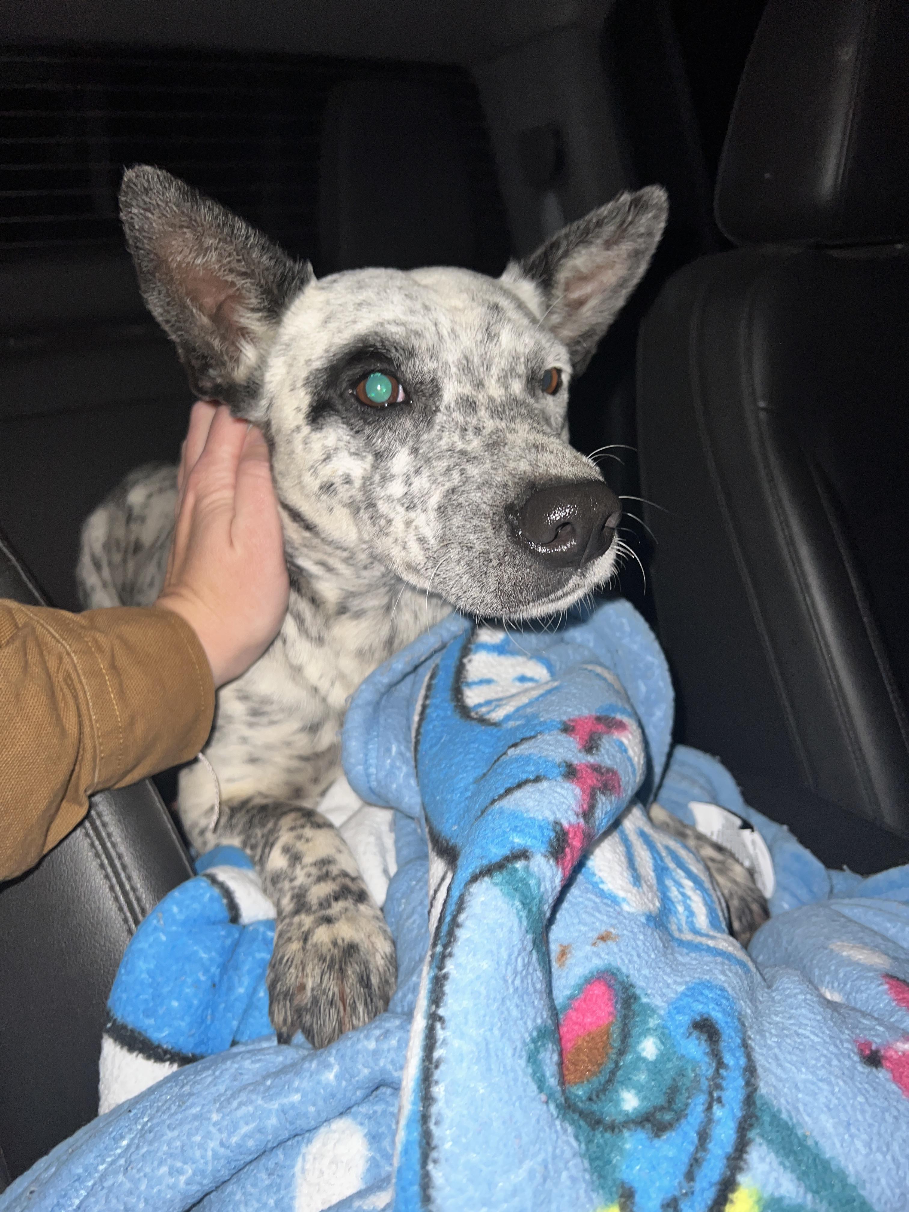 Dot, adoptable, Adult Female Cattle Dog.