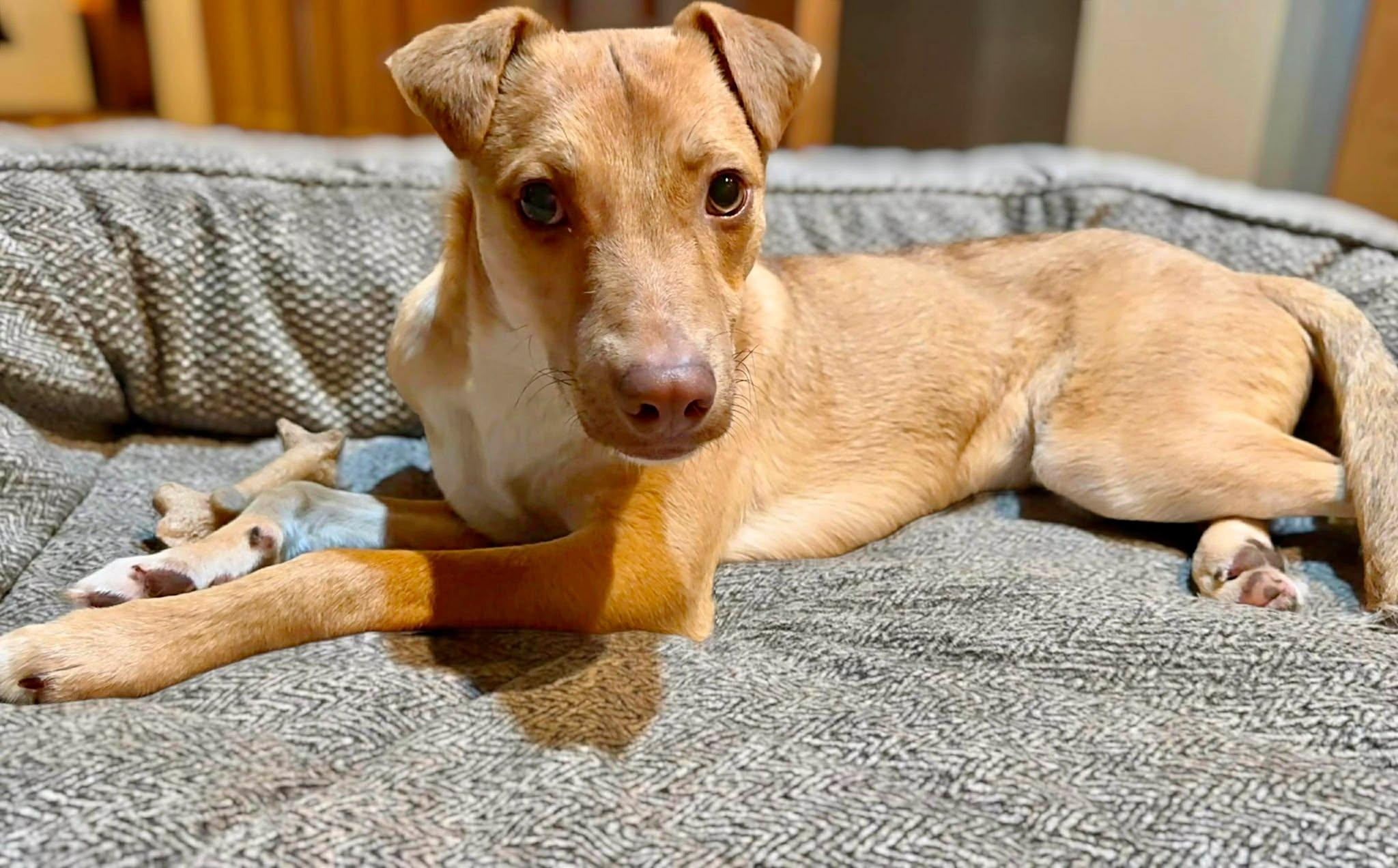 Enlarge Alex, a ADOPTABLE mixed breed in Brunswick, ME image 2/4