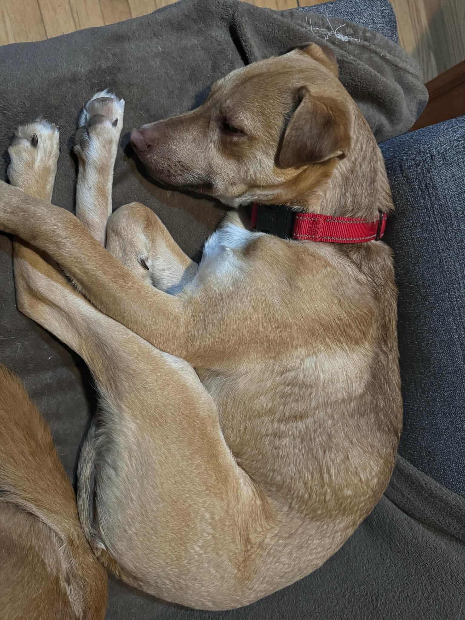 Alex, a ADOPTABLE mixed breed in Brunswick, ME image 1/5