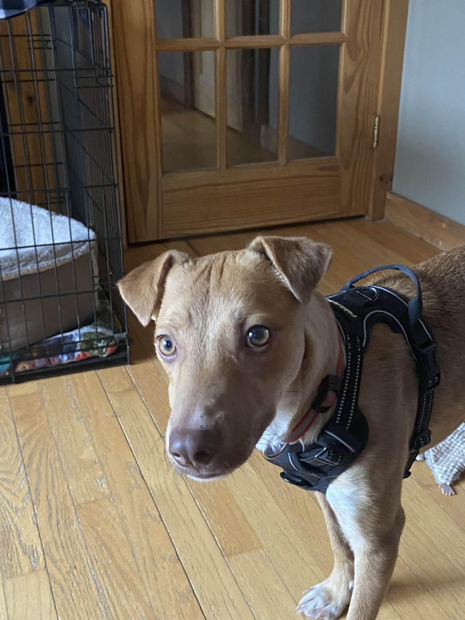 Enlarge Alex, a ADOPTABLE mixed breed in Brunswick, ME image 2/3