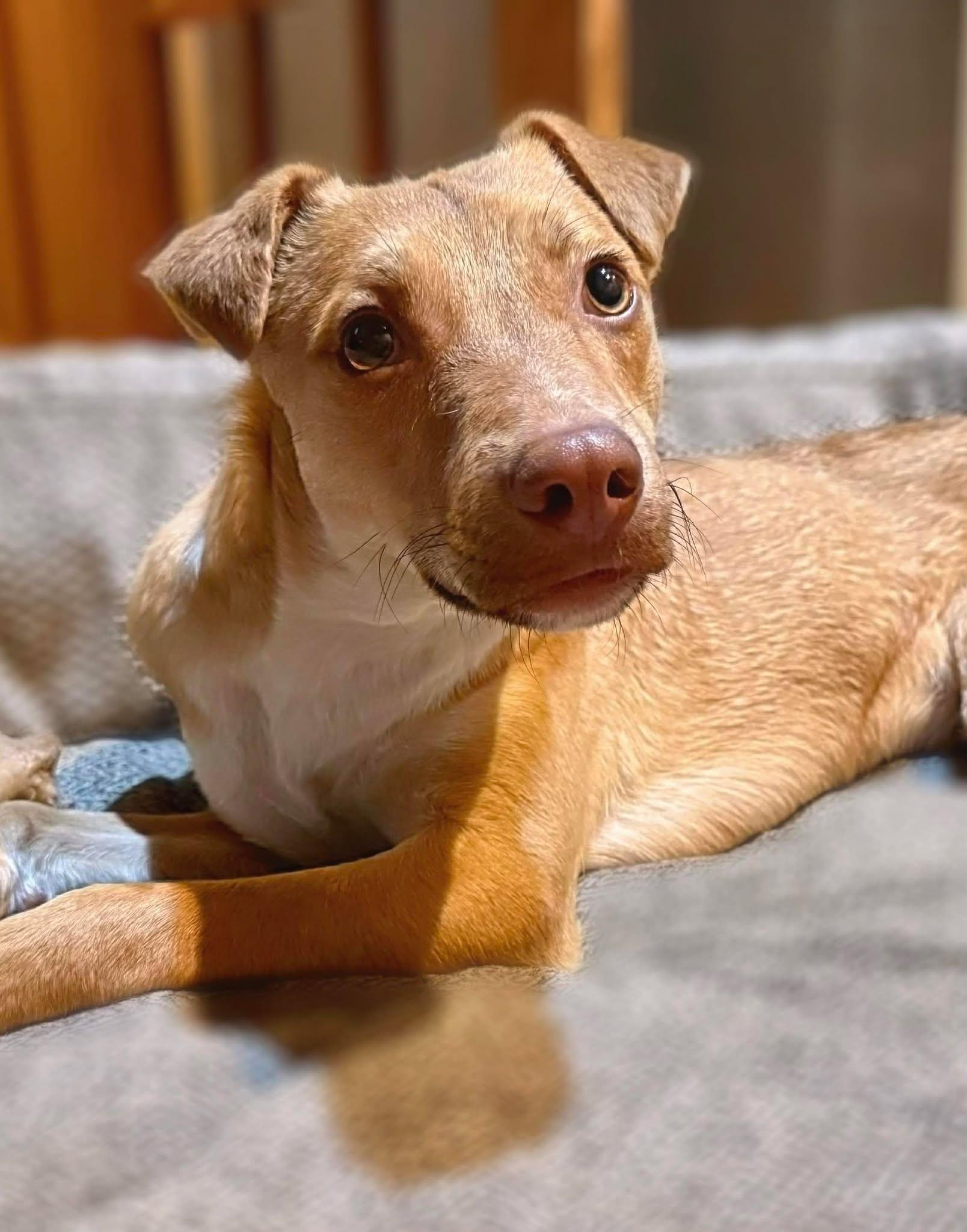 Alex, ADOPTABLE, Young Male Labrador Retriever.