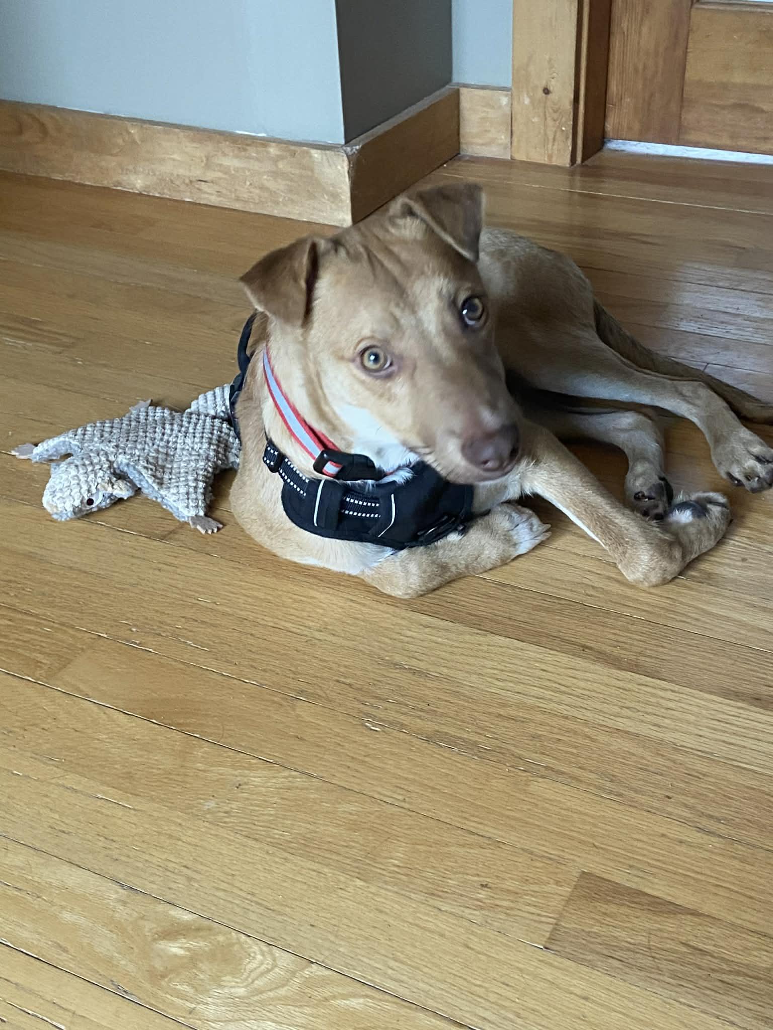 Enlarge Alex, a ADOPTABLE mixed breed in Brunswick, ME image 3/3